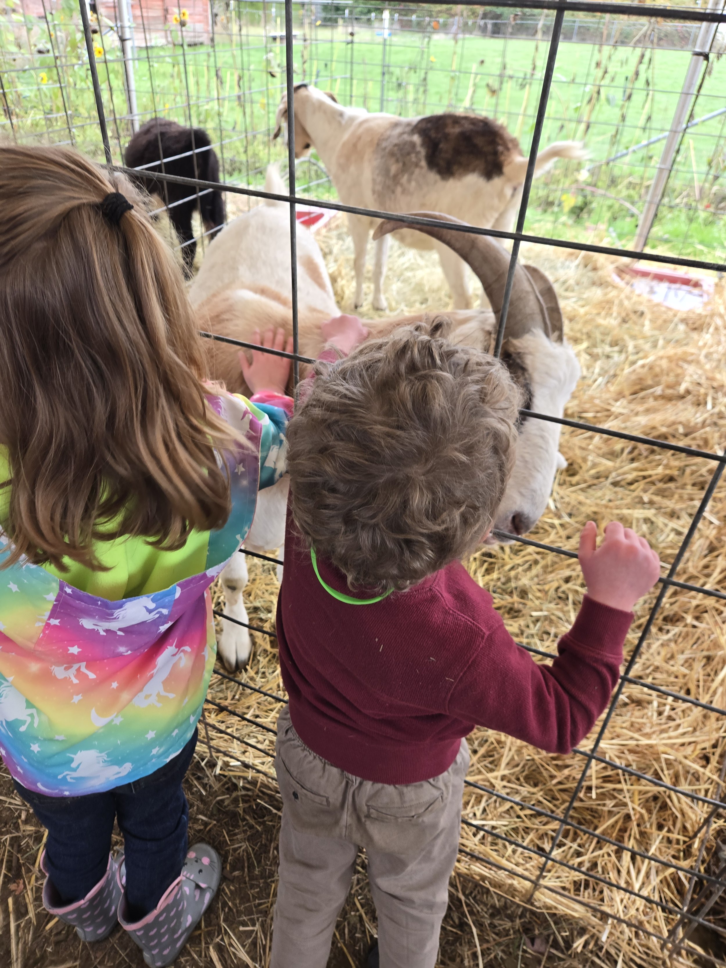 Two children, a girl and a boy, petting goats through a metal fence at a farm. The goats are inside a pen with straw, and the kids are reaching through the bars to touch them.