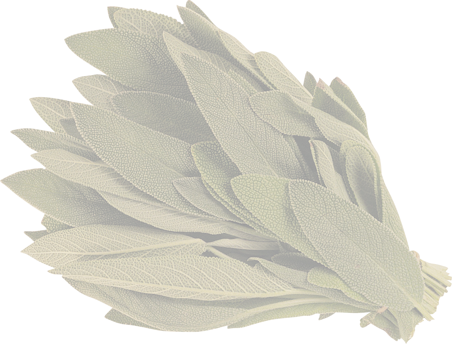 A bundle of fresh sage leaves with textured surfaces, laid out together against a split yellow and black background.