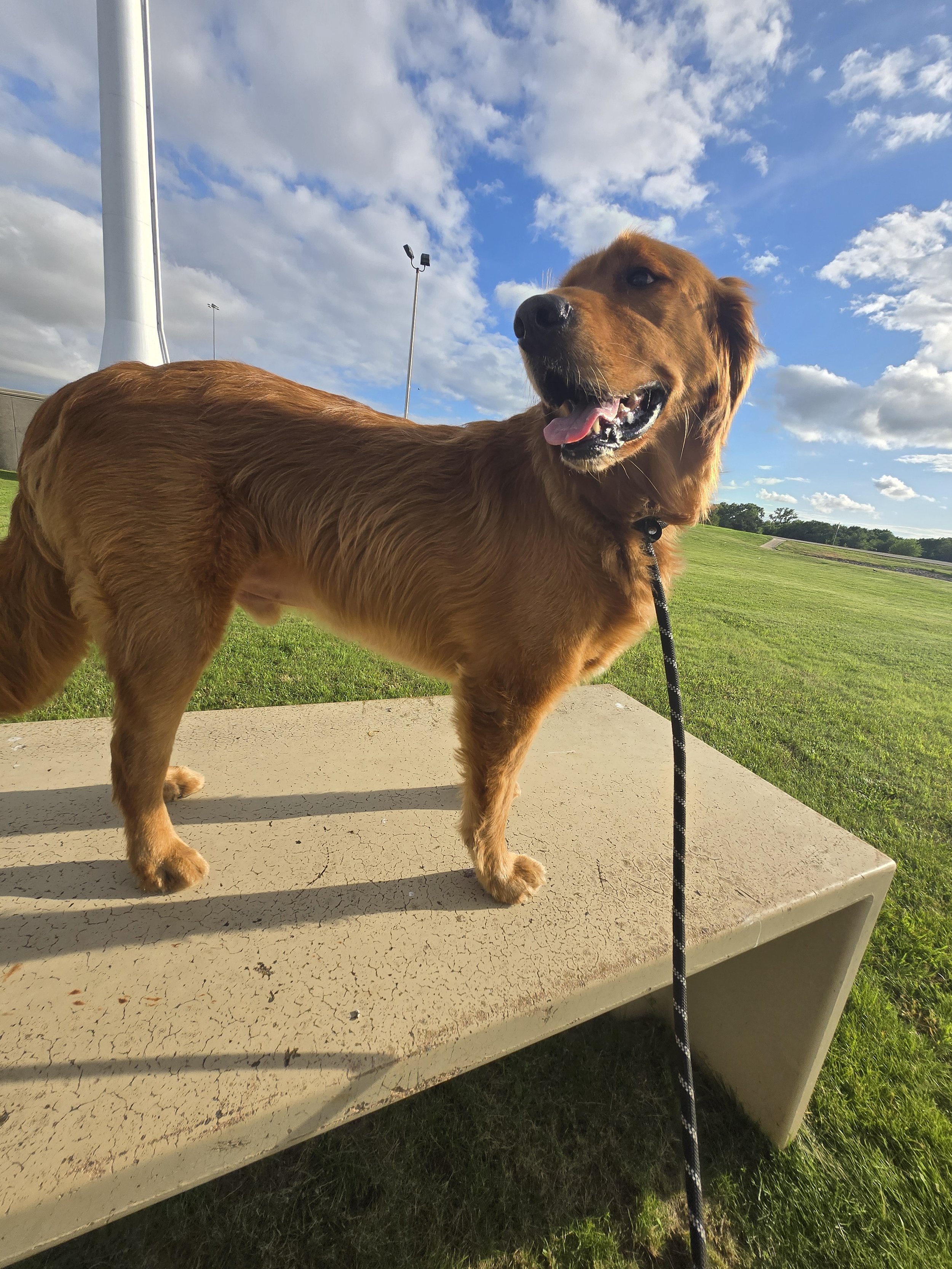 Canine Good Citizen Training Plan