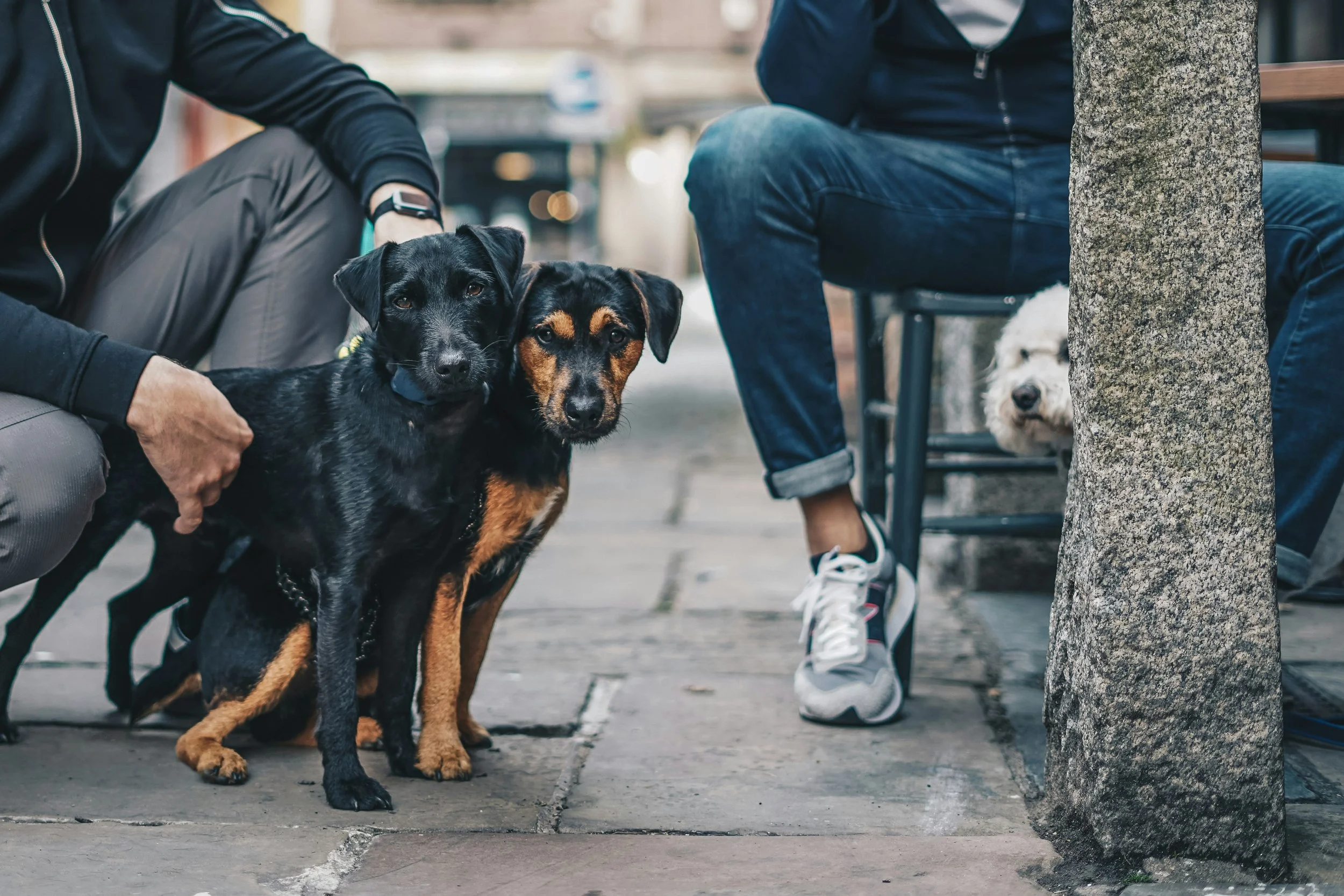 Two dogs sitting on a city sidewalk near two people sitting on benches. One dog is black with pointed ears, and the other is tan and black with floppy ears. A third dog, white and fluffy, is partially visible behind a tree.