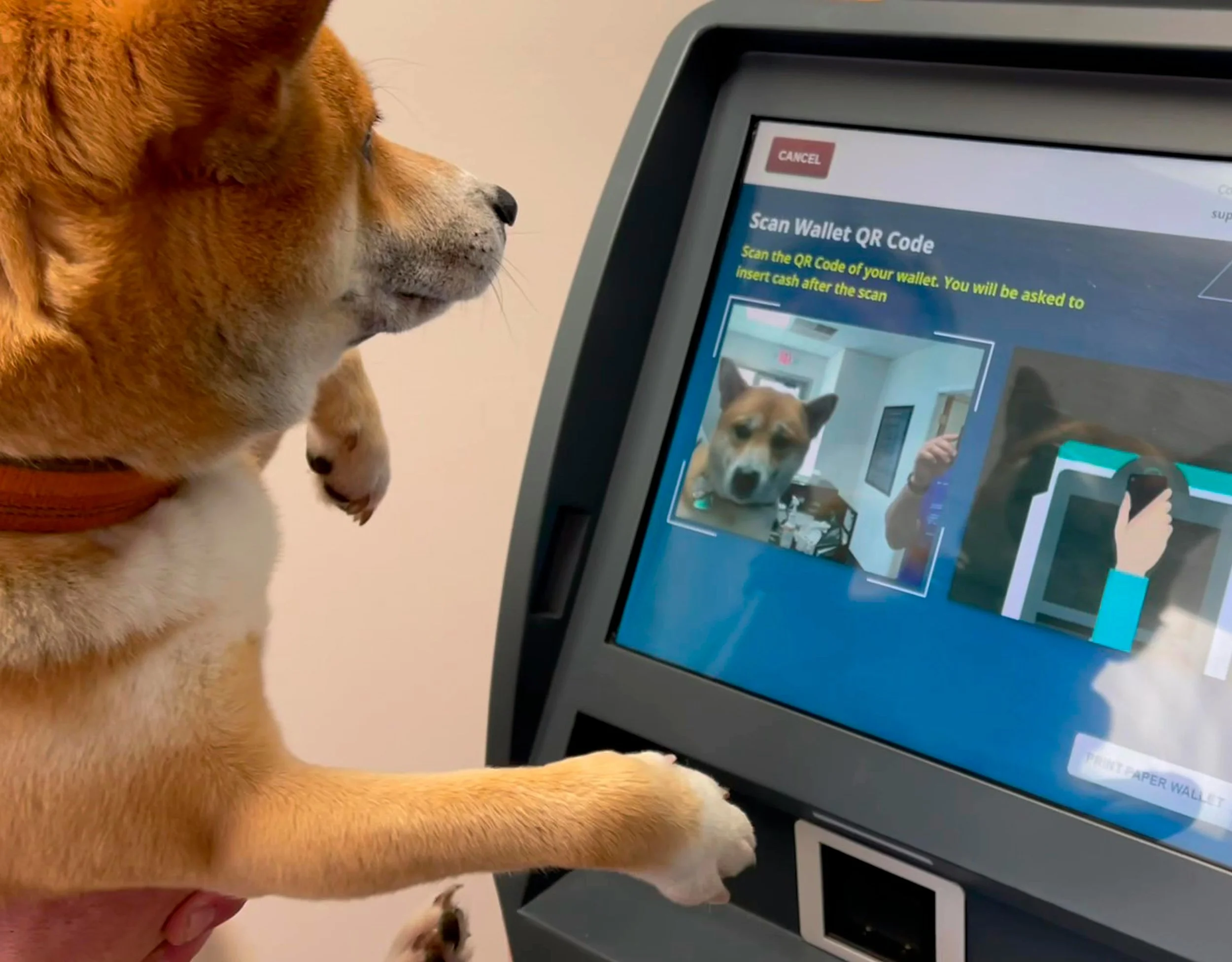 A dog is using a kiosk to scan a QR code, with the screen showing a camera capturing its image.