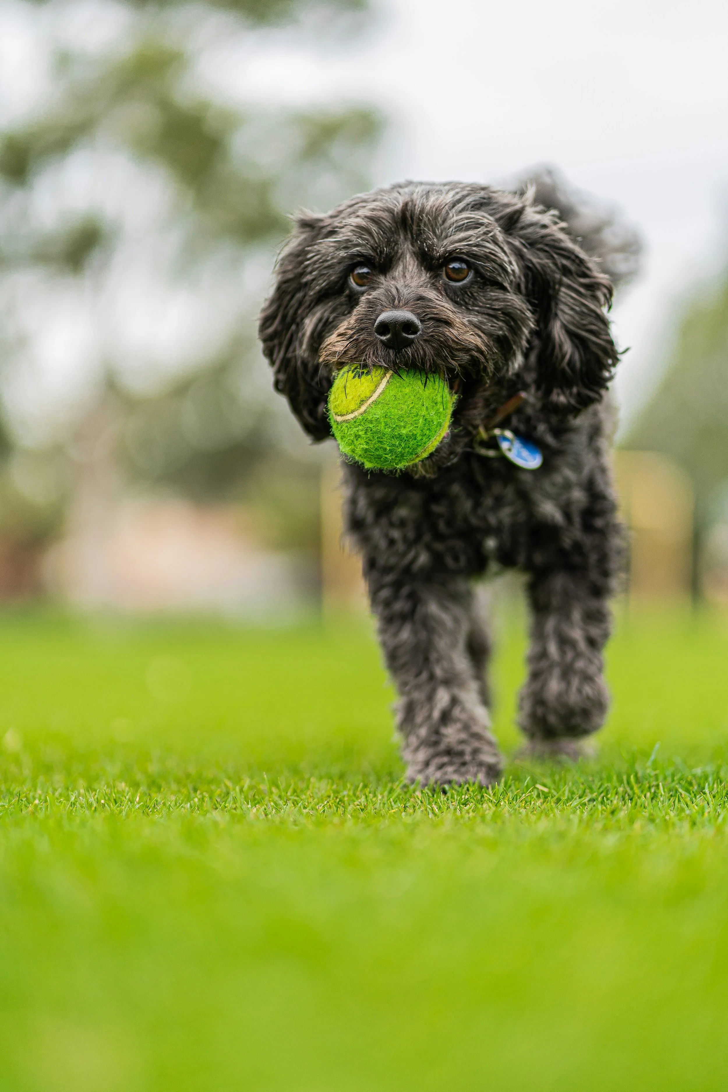 A small, fluffy black dog running across green grass while holding a green tennis ball in its mouth.