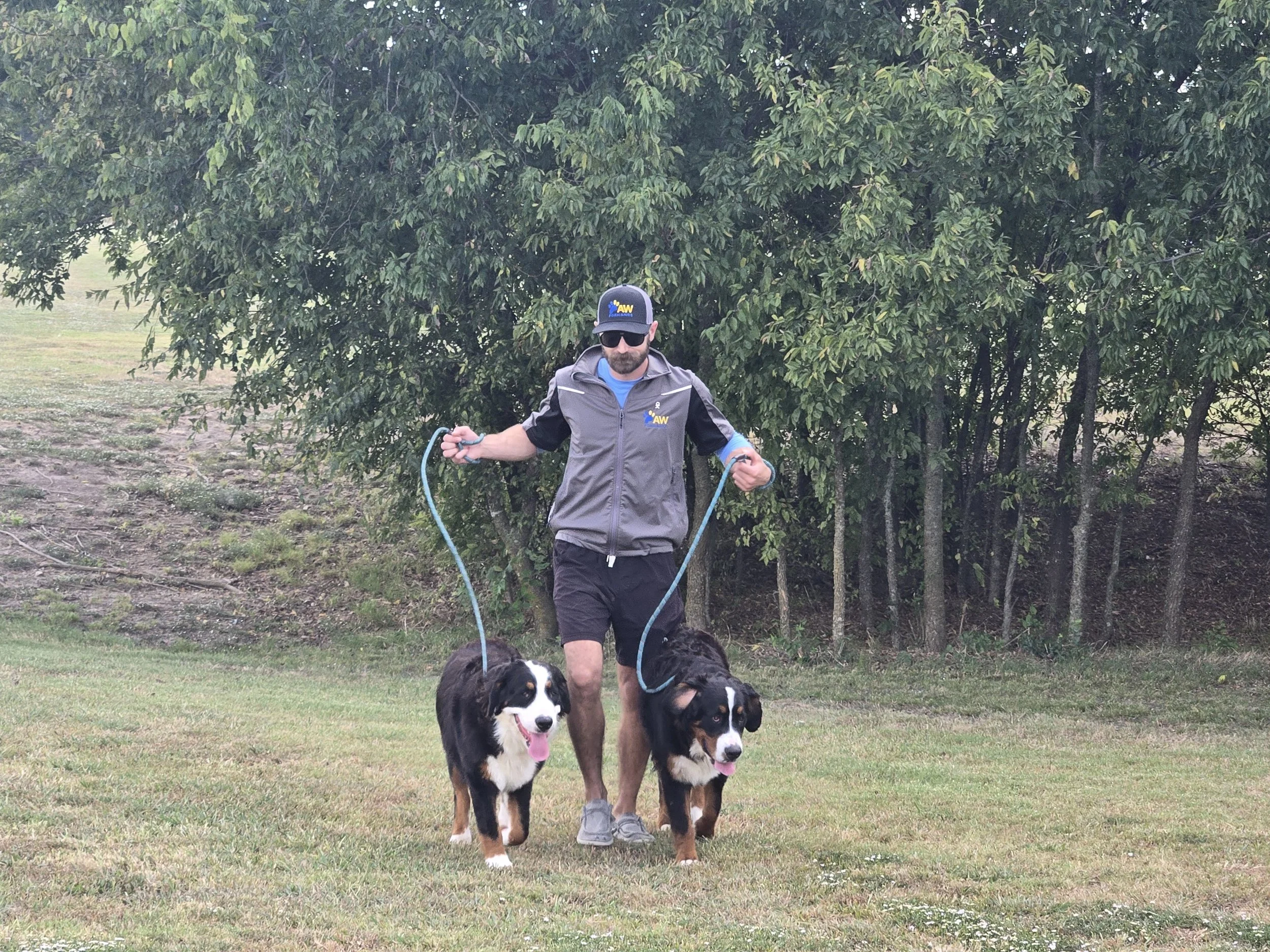 A man walking two Bernese Mountain Dogs in a grassy area near a tree, wearing a gray jacket, dark shorts, sunglasses, and a cap with the logo 'AW' on it.