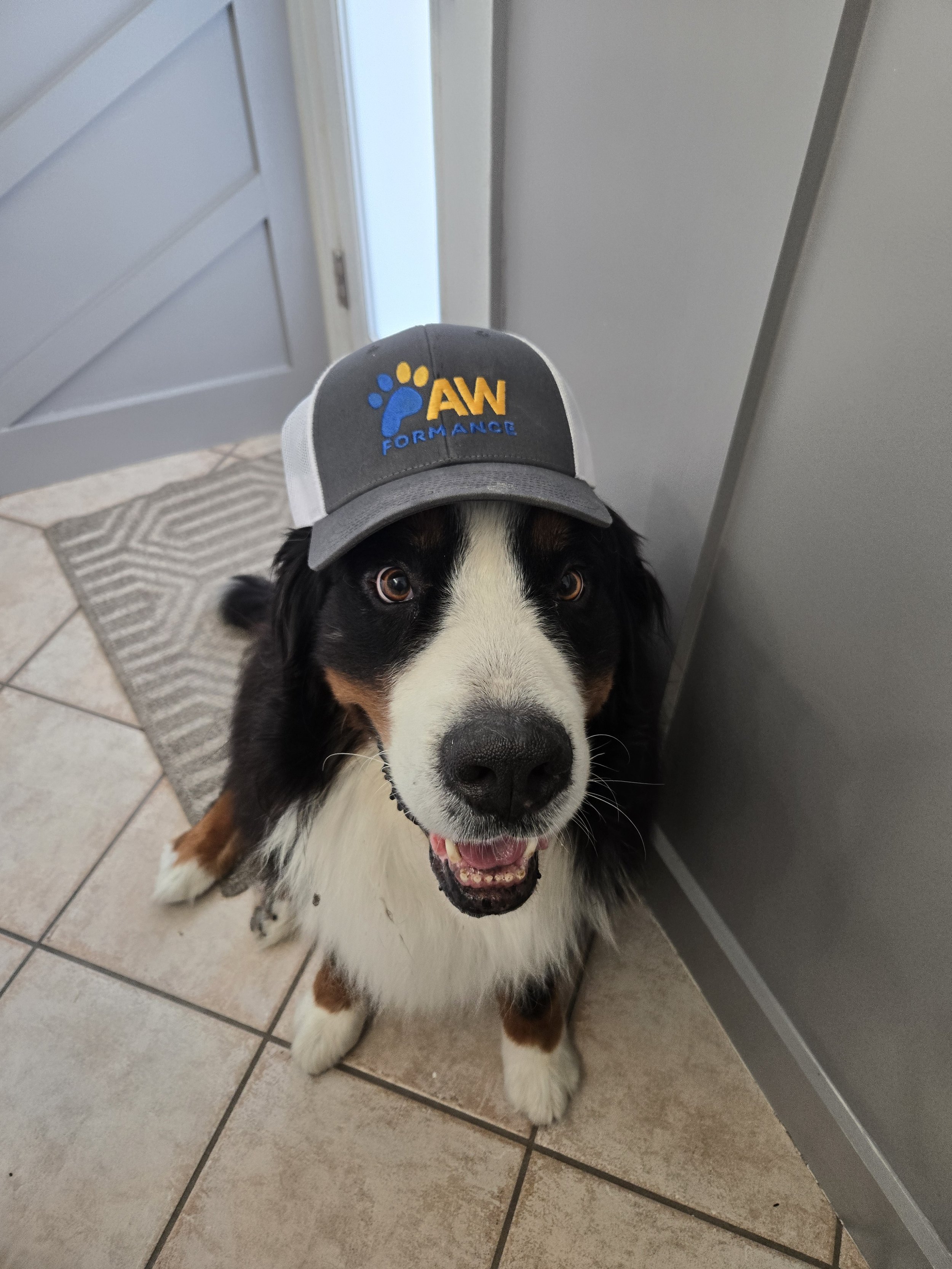 A happy black, white, and brown dog wearing a gray cap with a blue paw print and the words 'AW Performance' on it, sitting on a tiled floor inside a house.