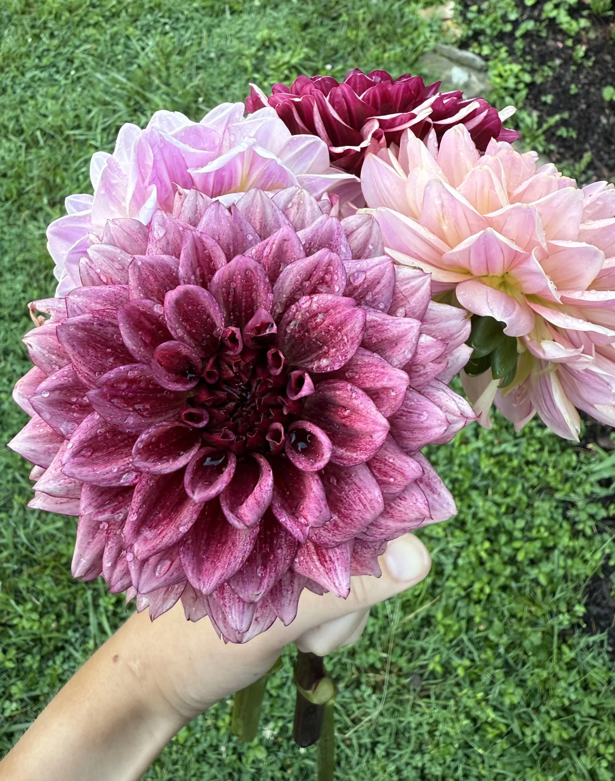 Hand holding a bouquet of large, colorful dahlias in various shades of pink, purple, and cream, with a green grassy background.