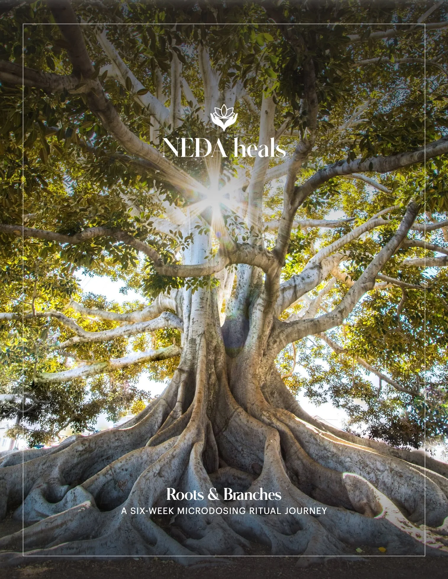NEDAHEALS_ROOTS AND BRANCHES .jpg