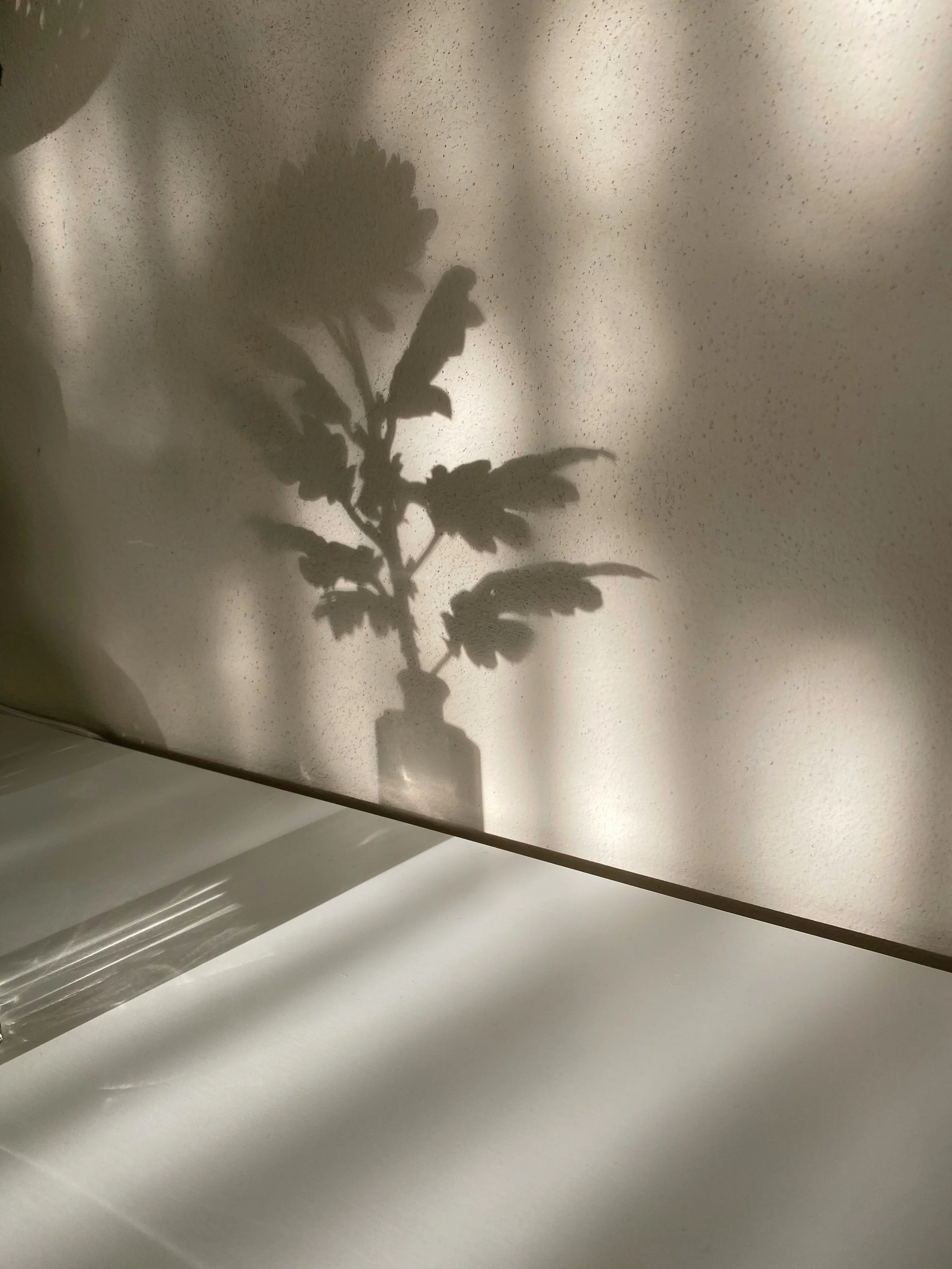 Shadow of a plant with broad leaves cast on a light-colored wall.