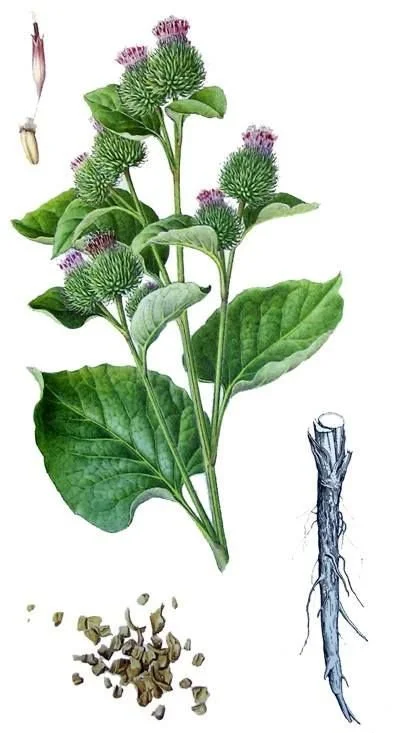 Burdock Root