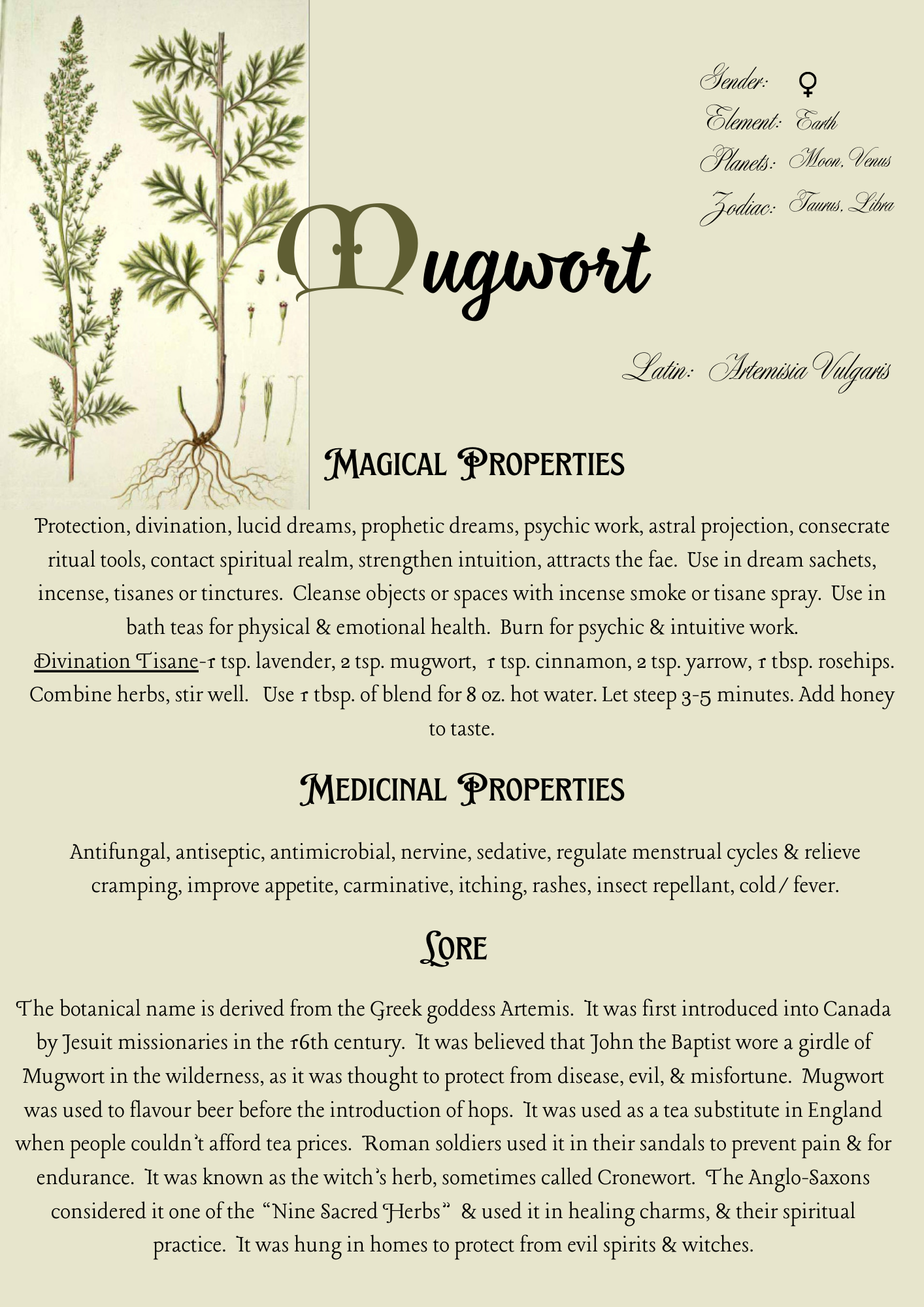 Mugwort