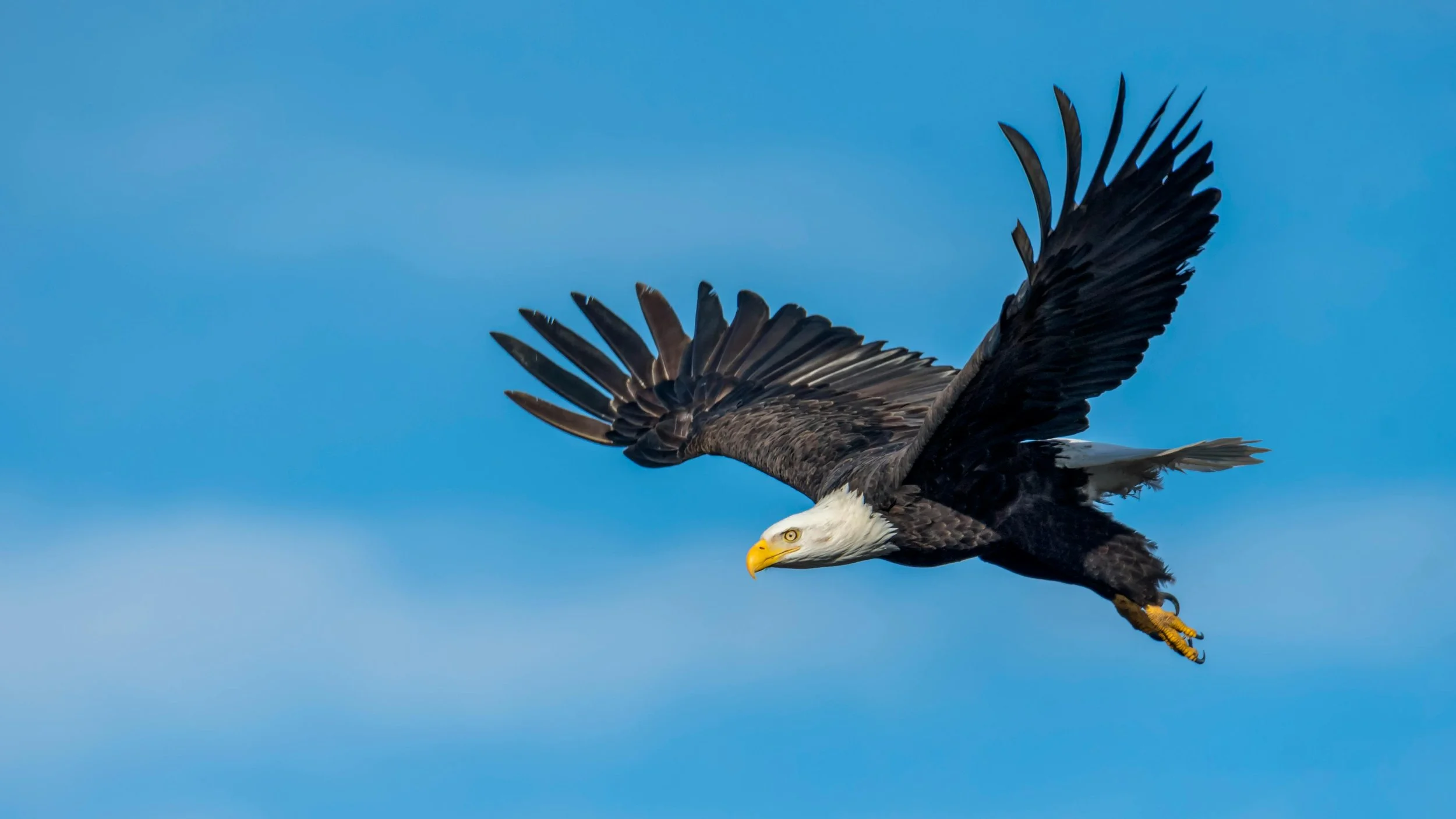 A bald eagle soaring in a clear blue sky with its wings fully extended.