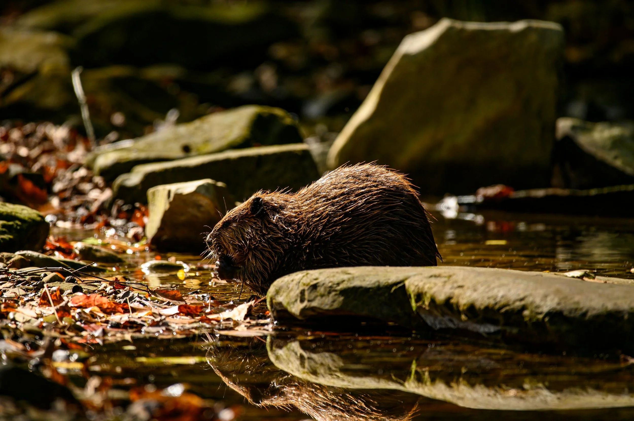 A beaver in a shallow creek, surrounded by rocks and fallen leaves, with sunlight reflecting on the water.