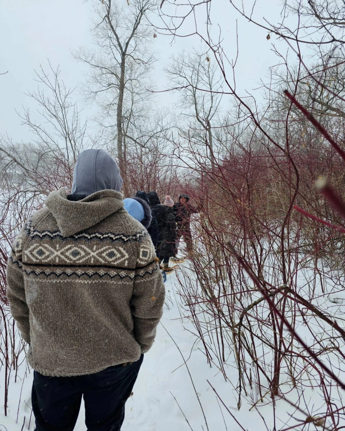 Group of people in winter clothing walking through snow-covered woods with leafless trees and red-berry bushes.