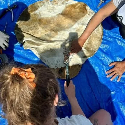 Two children examining and holding a large animal skull on a blue tarp.