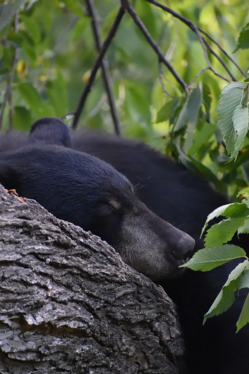 A black bear cub sleeping on a tree branch surrounded by green leaves.