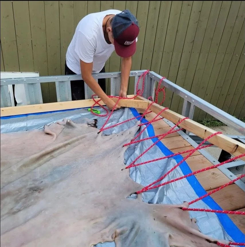 A person installing a large, flat, animal hide or skin on a frame using red ropes and wood, with a fence in the background.