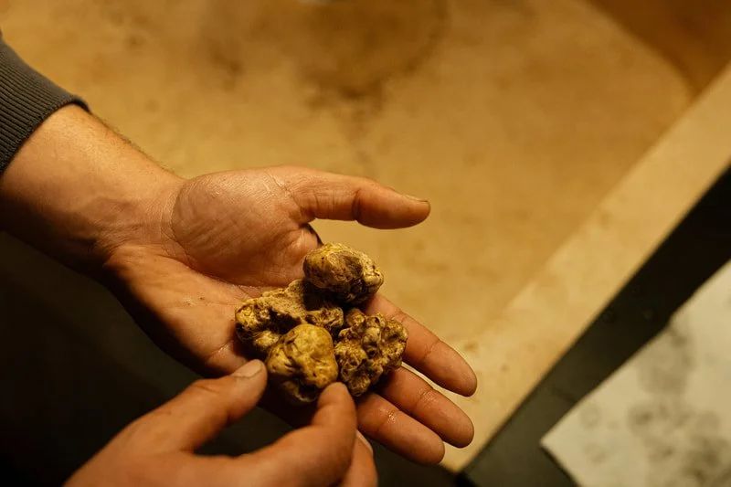 A person holding a handful of small yellowish ginseng roots.