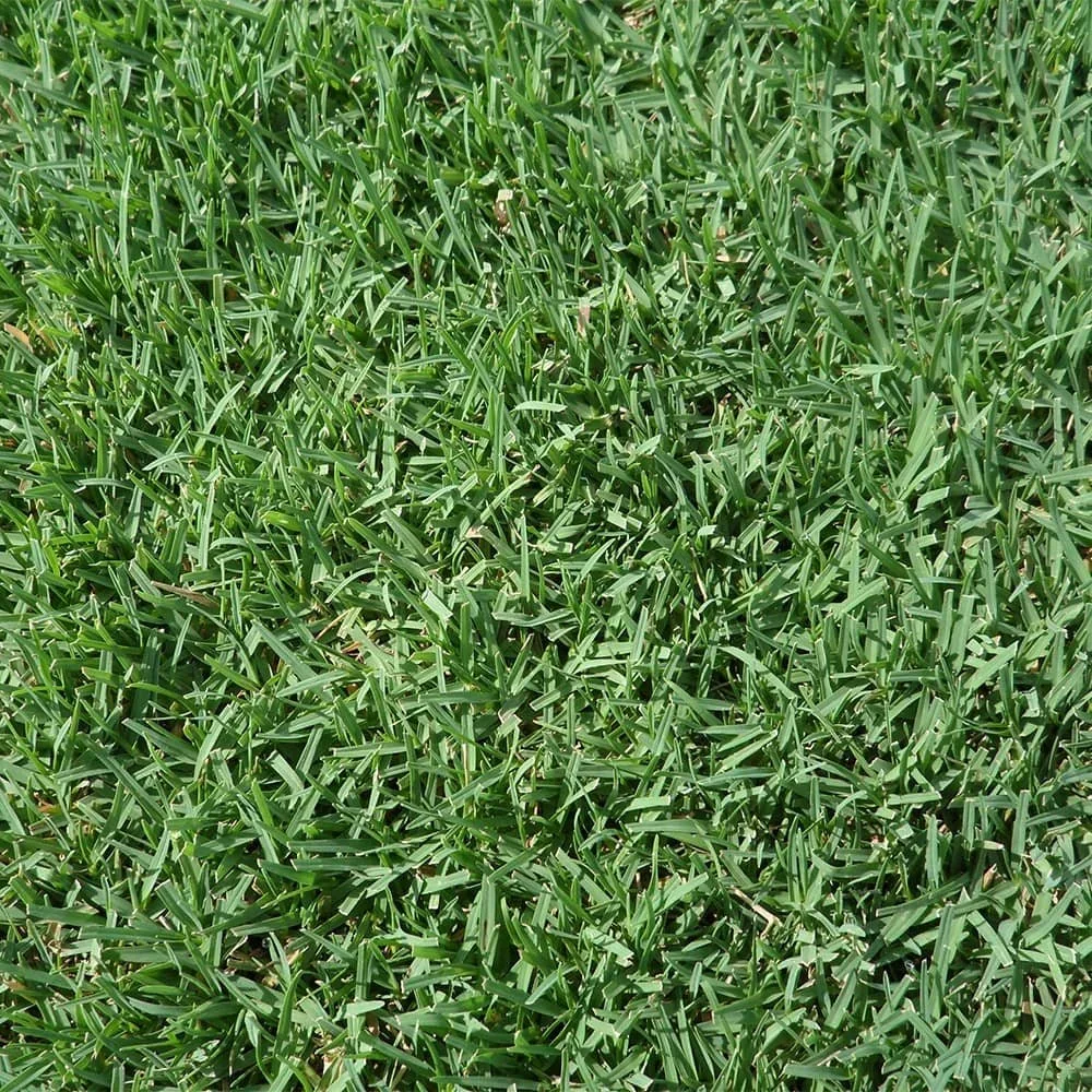 celebration-bermuda-grass-close-up.webp