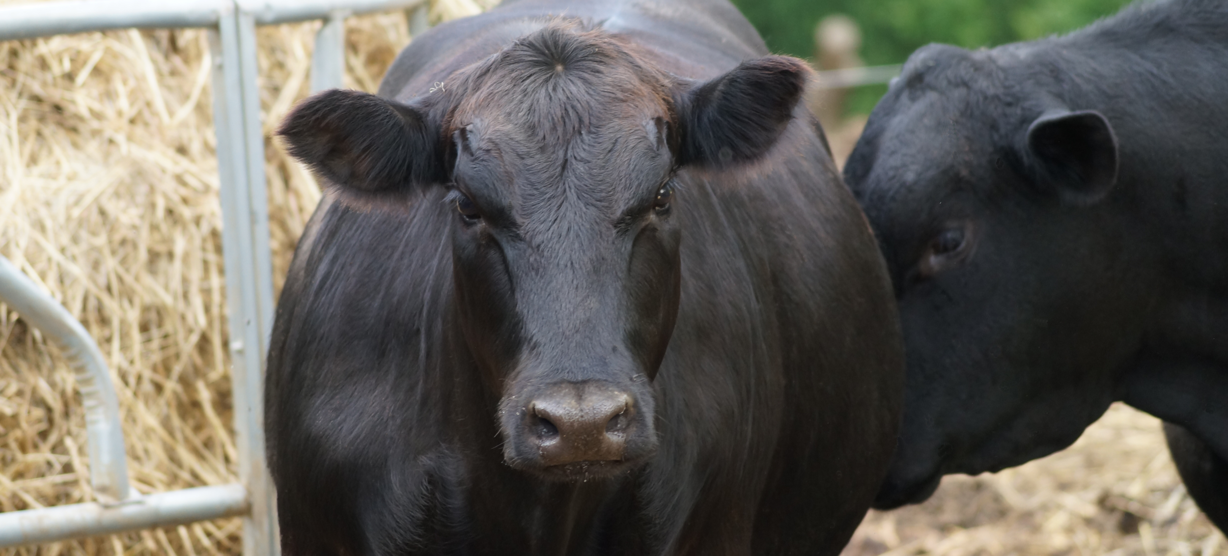 Close-up of two black cows standing outdoors in a pen, with straw and metal fencing in the background.