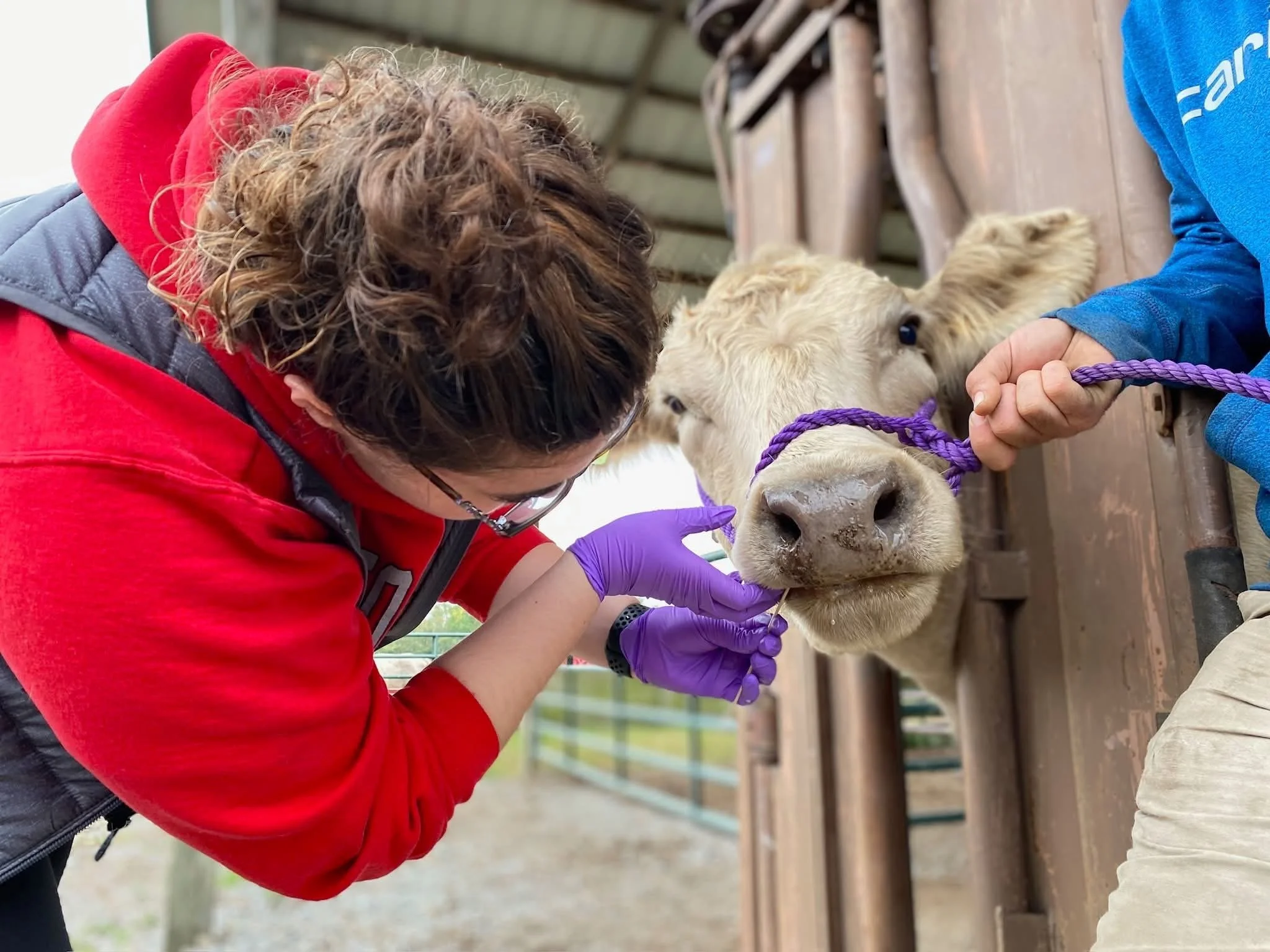 A person with curly hair wearing a red jacket and purple gloves tending to a small calf with cream-colored fur in a barn or stable.