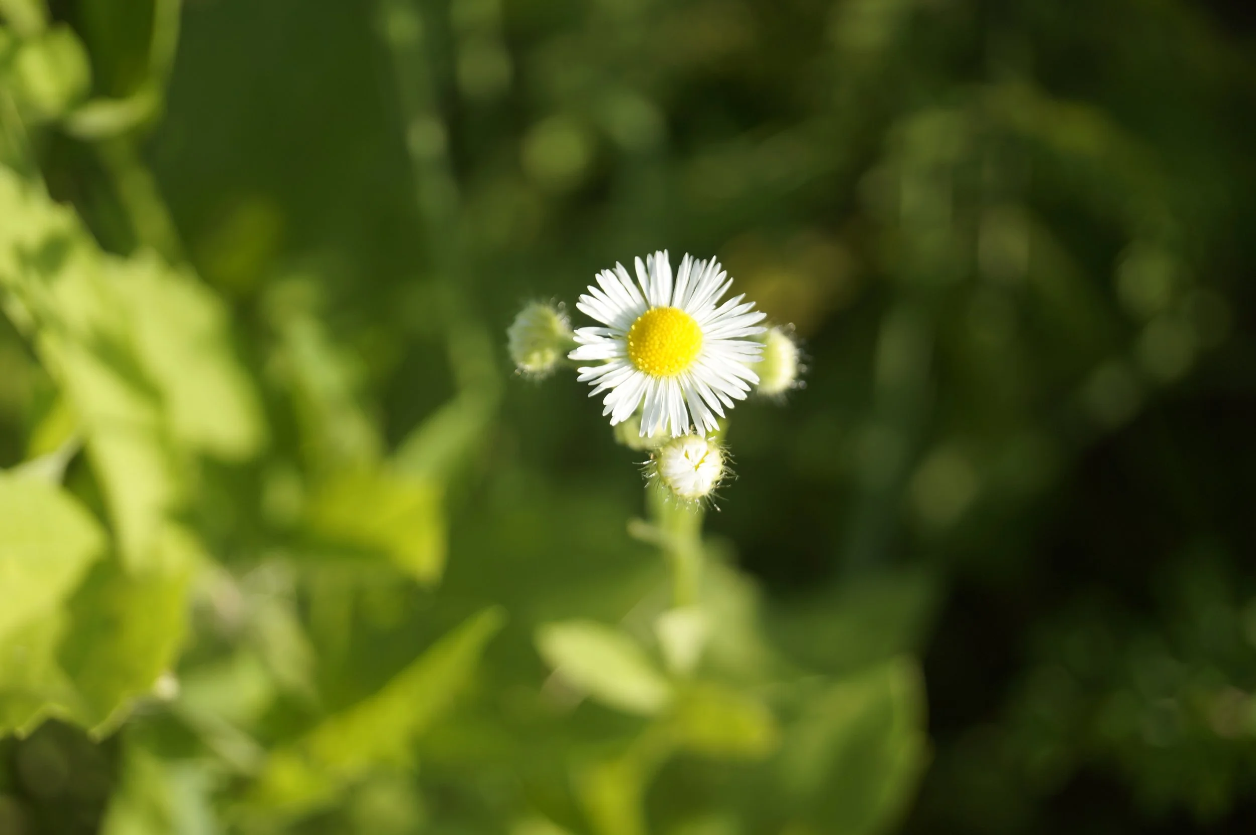 Nature