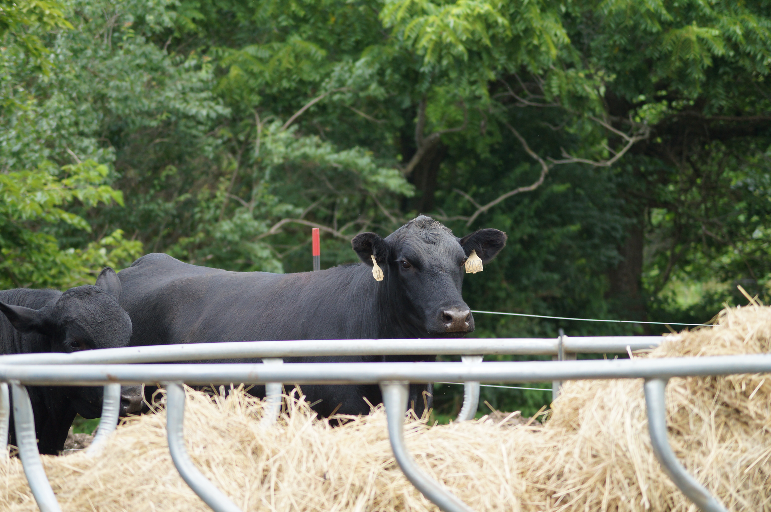 Black cows standing behind a metal fence with hay in the foreground, green trees in the background.