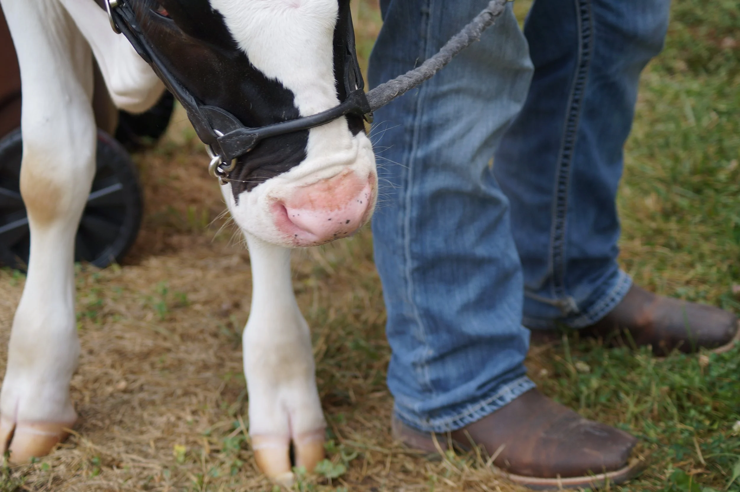 018_Hudson_Livestock.JPG