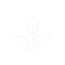 Line drawing of a small plant with three leaves and a single flower bud at the top