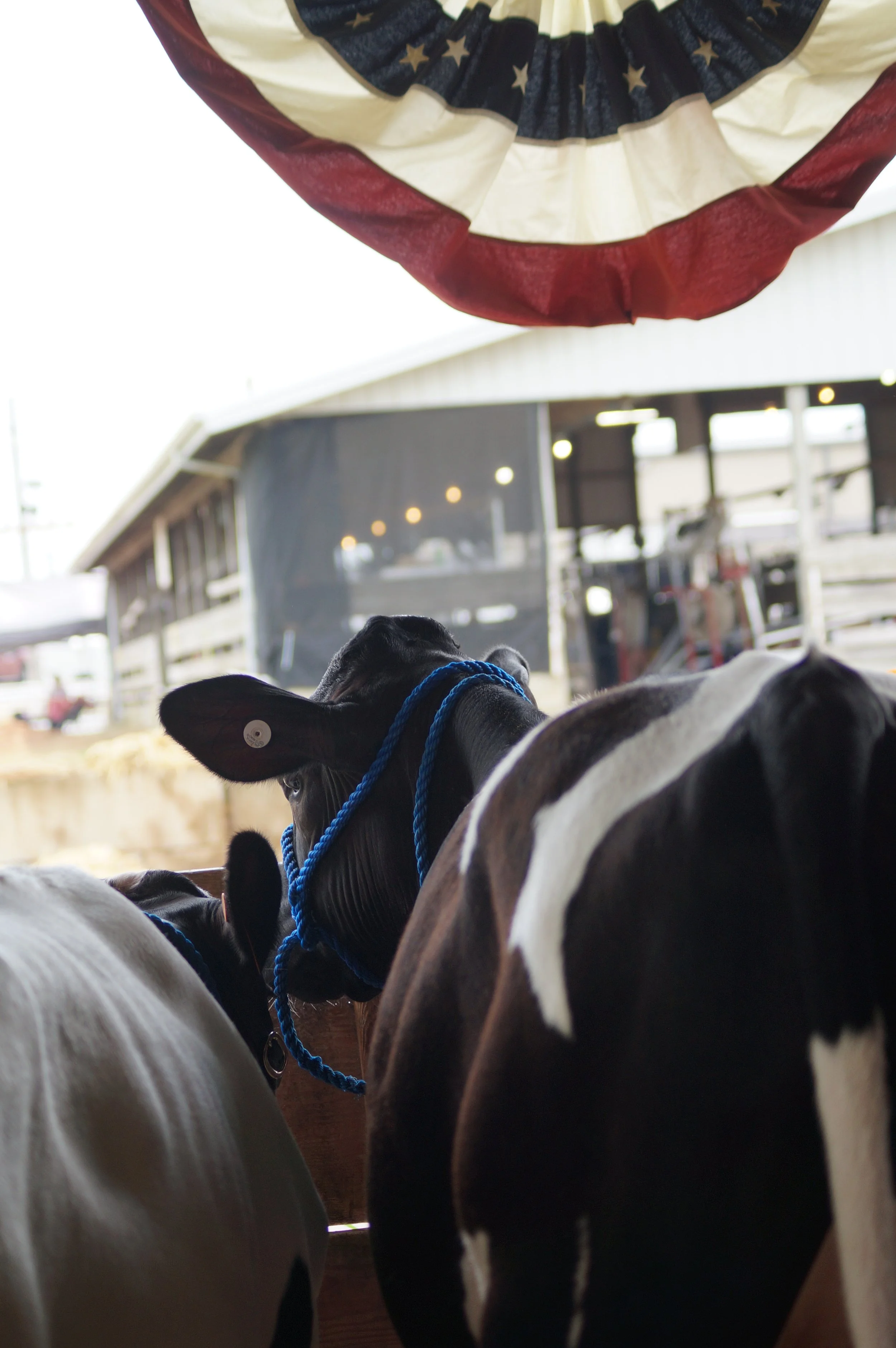 044_Hudson_Livestock.JPG