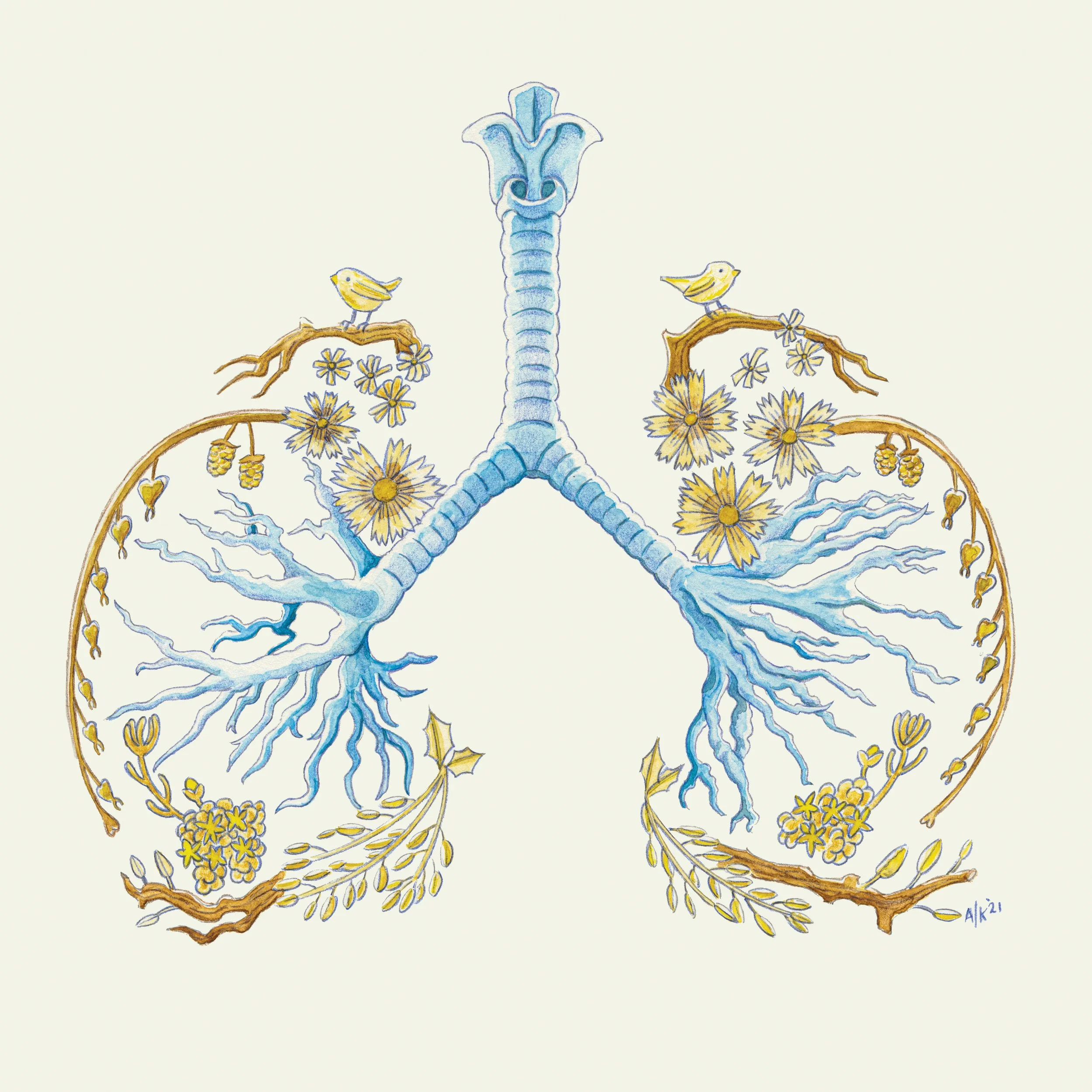 Lungs