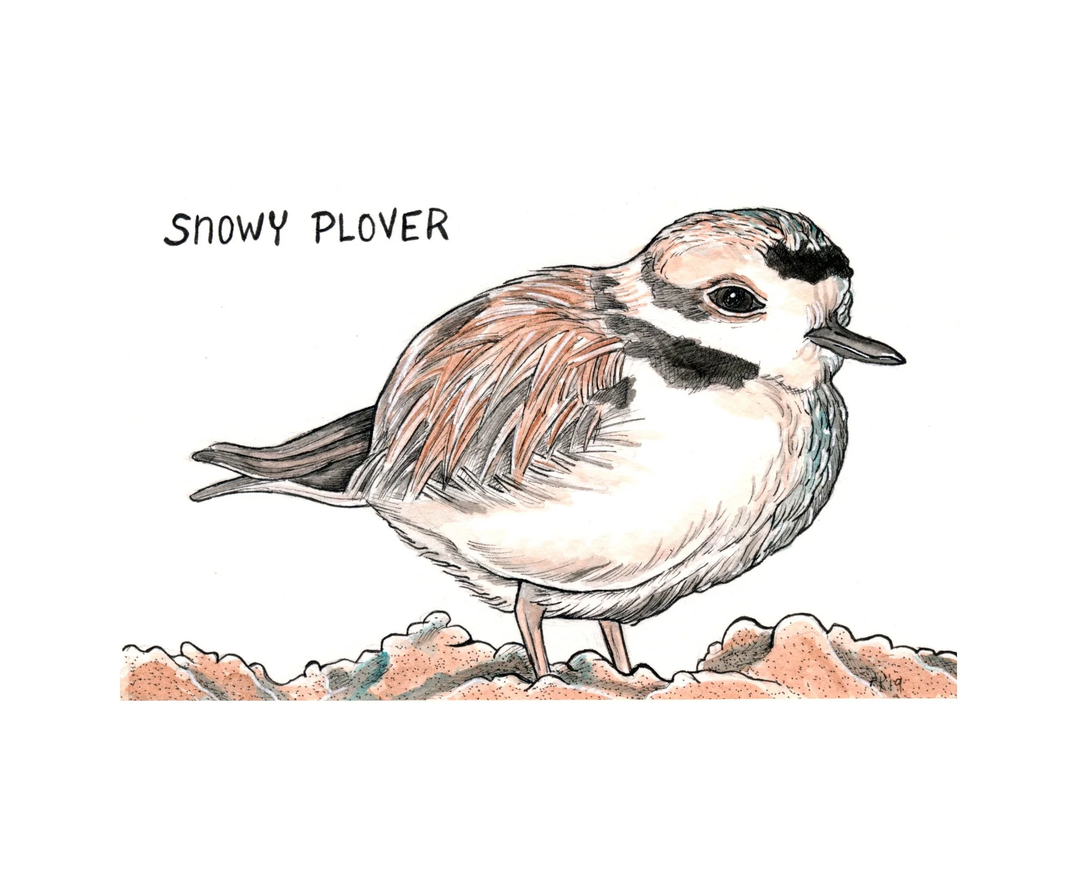 Snowy Plover