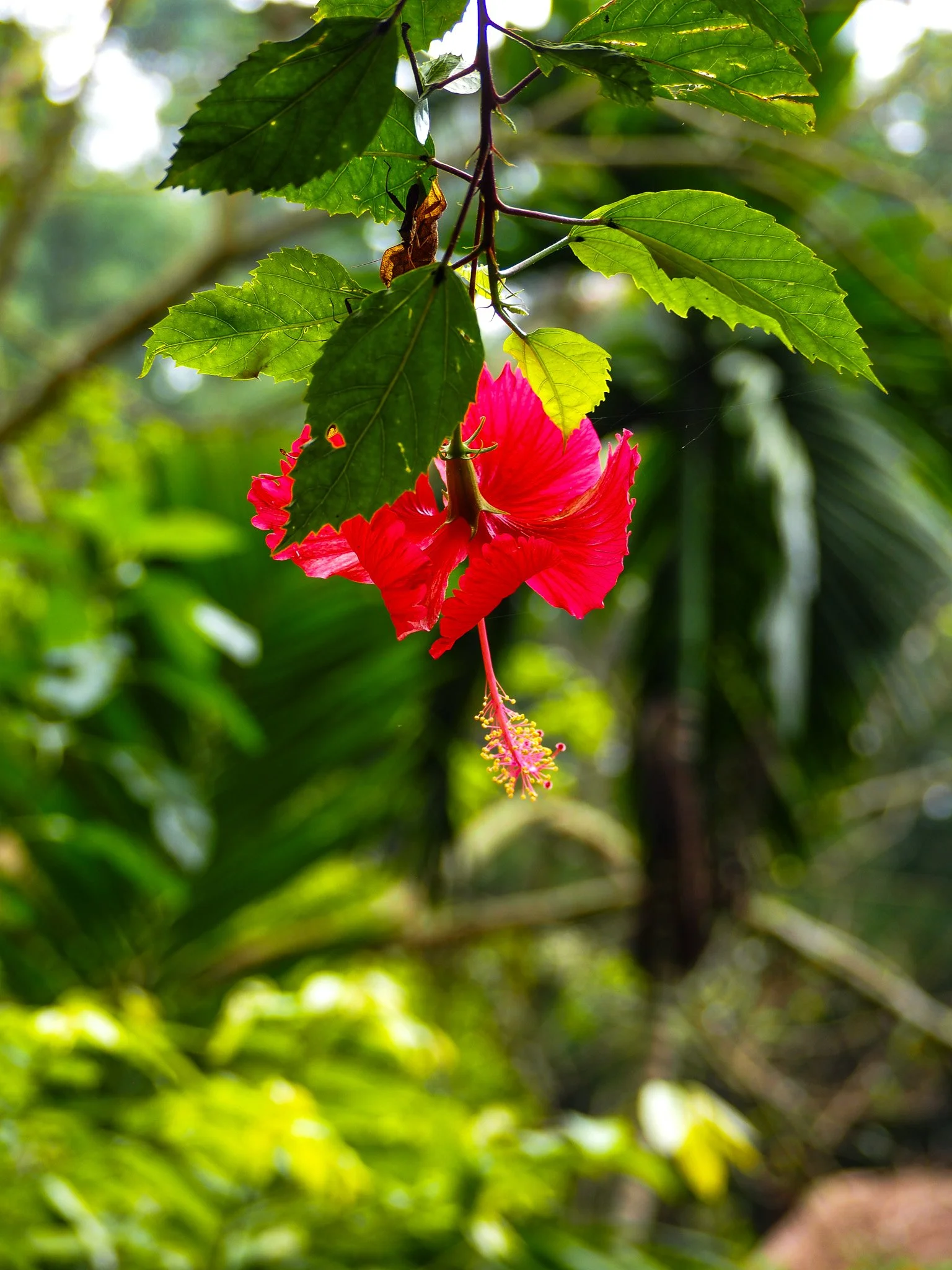 Eine rote Blume, vermutlich eine Hibiskusblume, hängt an einem dünnen Zweig mit grünen Blättern. Der Hintergrund ist unscharf mit vielen grünen Pflanzen.