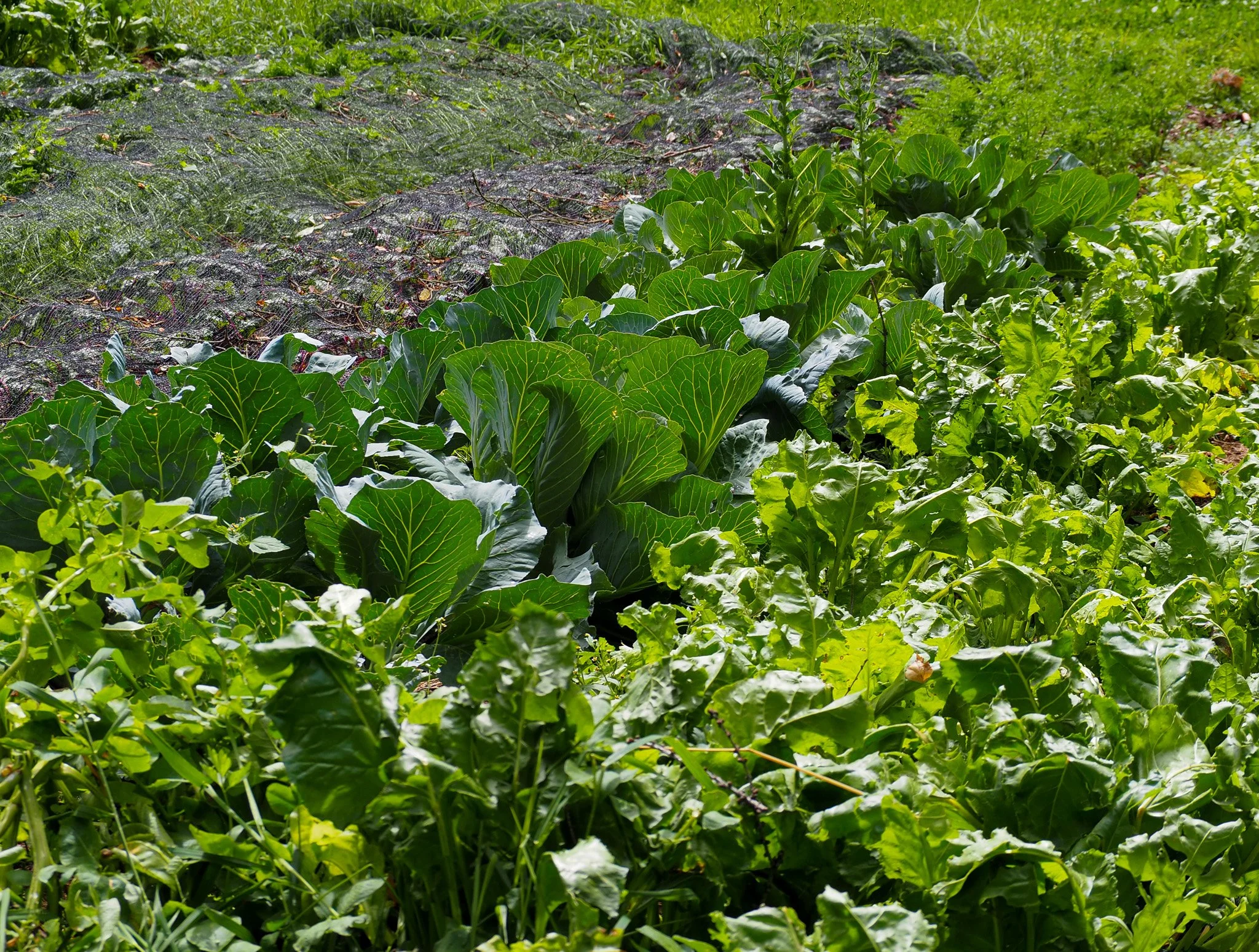 Verschiedene Gemüsesorten, darunter Kohl und Salat, wachsen in einem Garten.