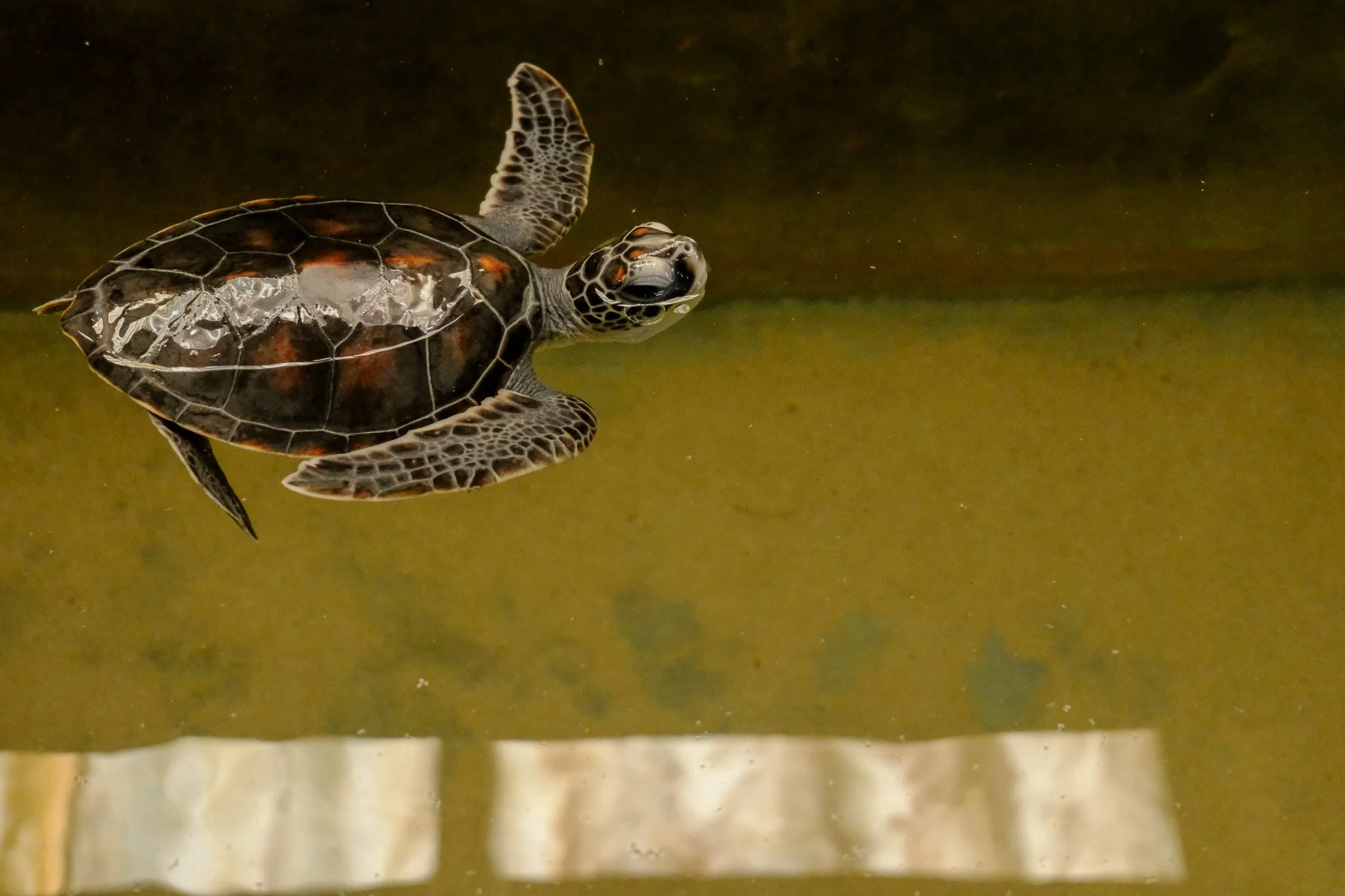 Eine junge Meeresschildkröte schwimmt im Wasser.