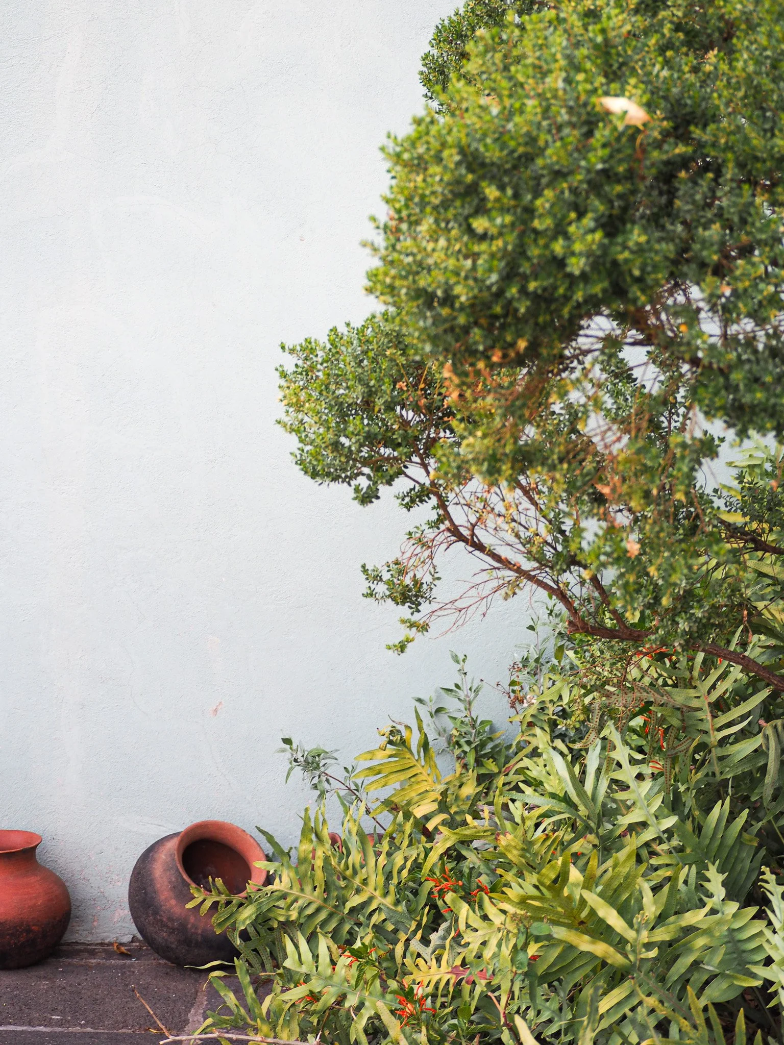 Grüner Busch neben Terrakotta- und schwarzen Tongefäßen vor einer weißen Wand.