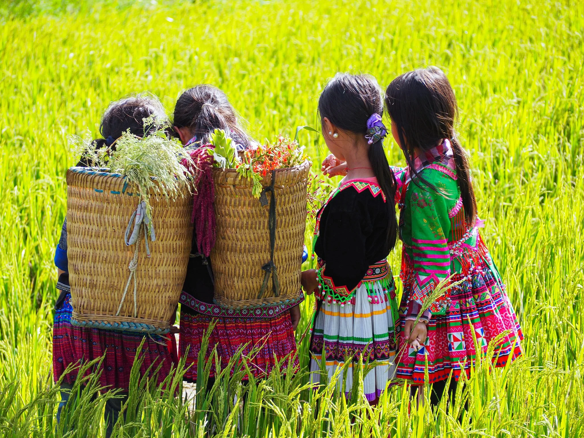 Vier Mädchen in traditionellen bunten Trachten stehen in einem grünen Reisanbaugebiet, zwei haben Körbe mit Pflanzen auf dem Rücken.