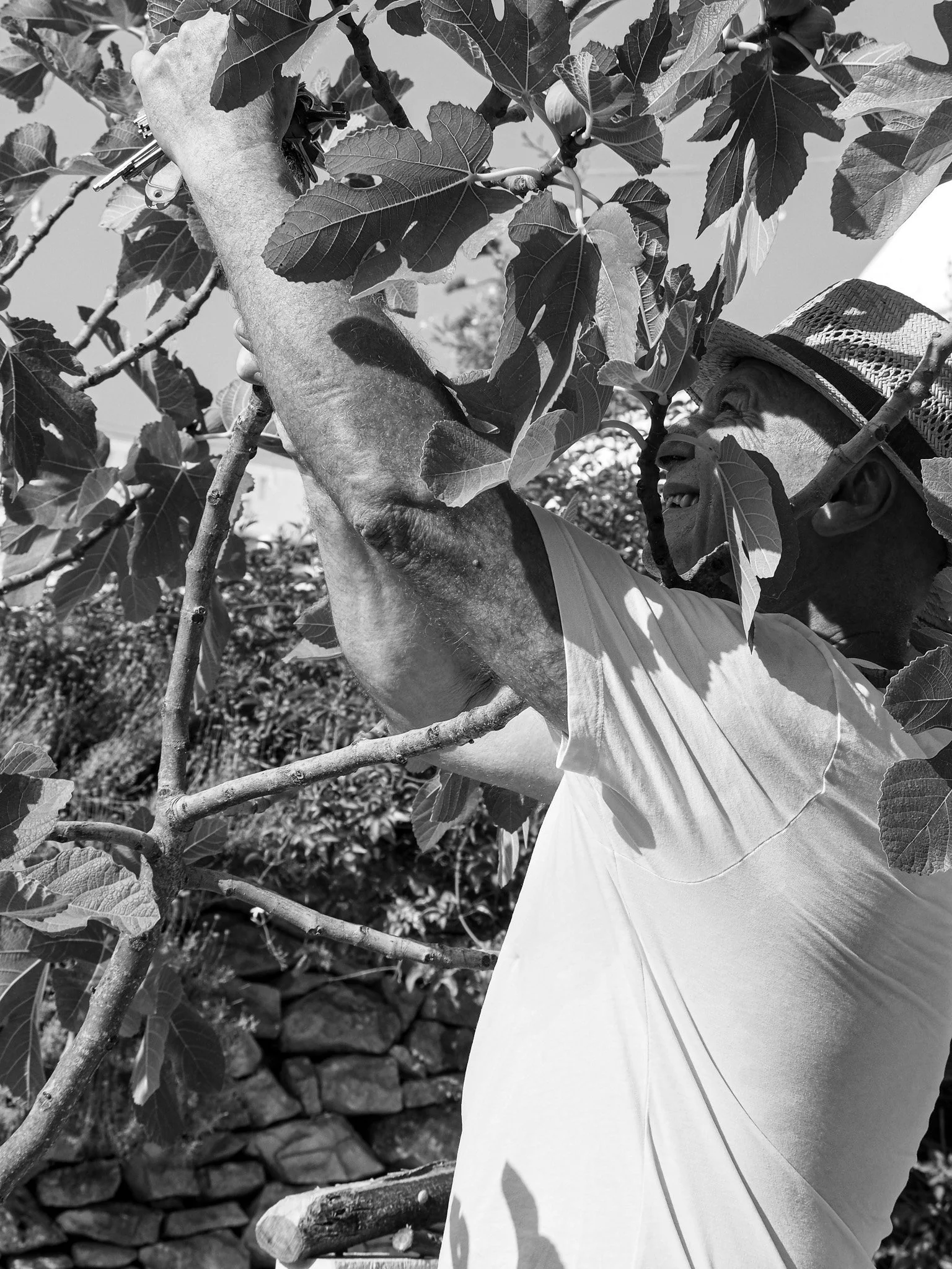 Ein lachender älterer Mann mit Hut, der Äste eines Baumes erreicht, um seine Zweige und Blätter im Freien zu sammeln oder zu pflegen.