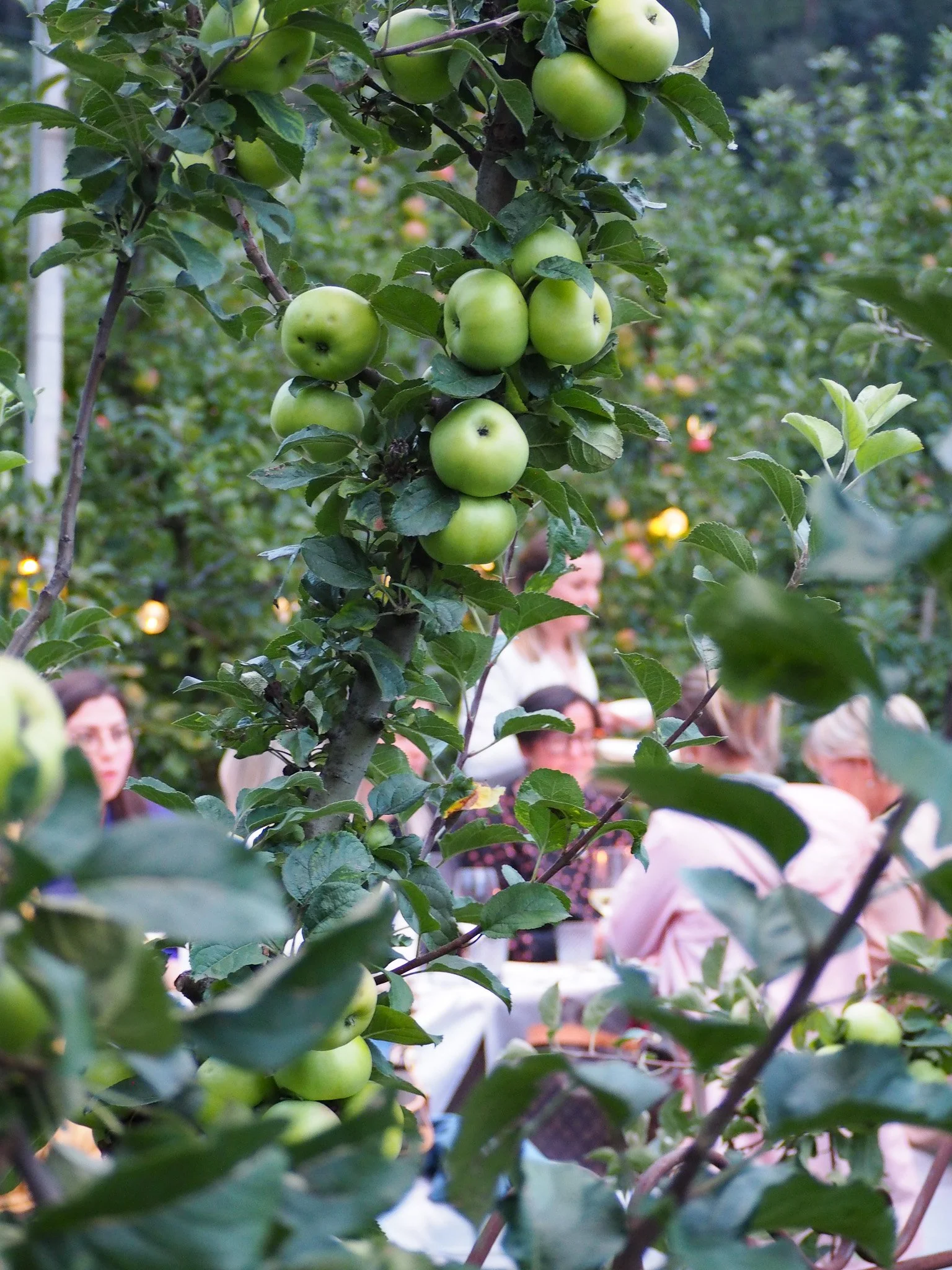 Grüner Apfelbaum mit vielen Äpfeln und Menschen im Hintergrund