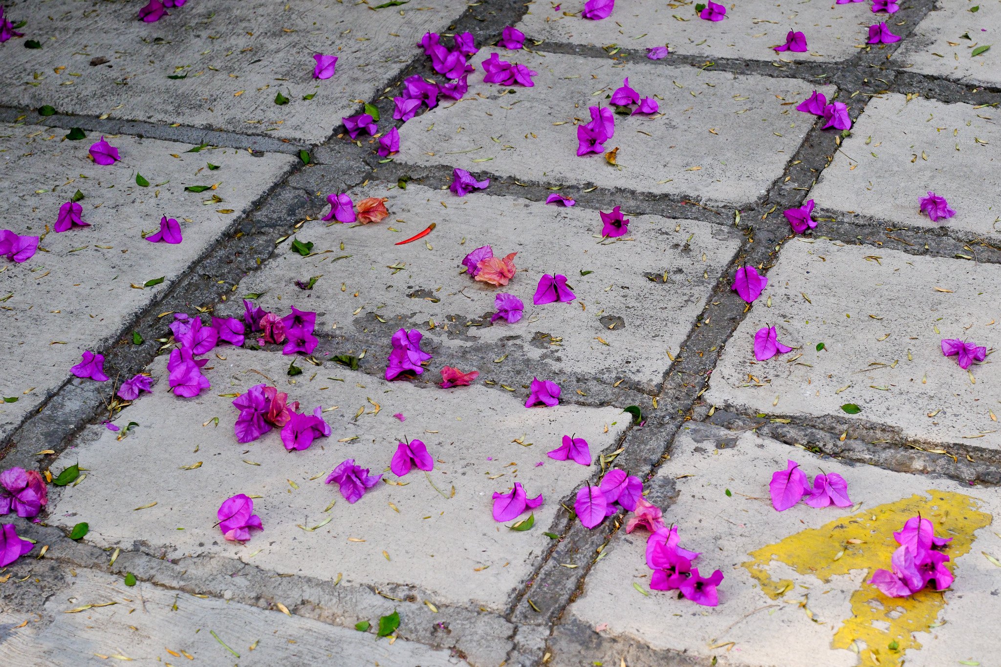 Straßenpflaster mit violetten Blumen und Blütenblättern.