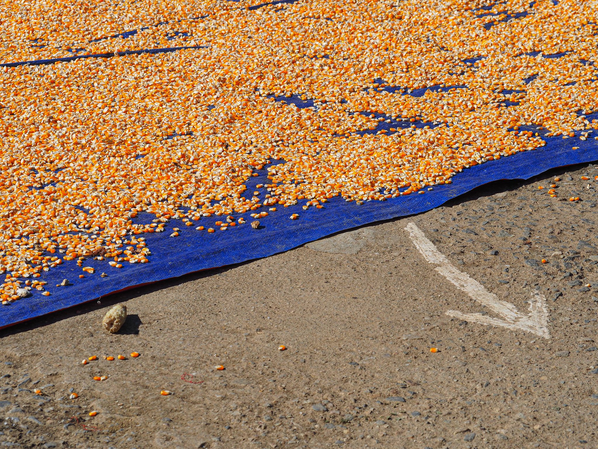 Maiskörner trocknen auf einer blauen Matte, die auf Sand liegt, mit einem weißen Pfeil darauf