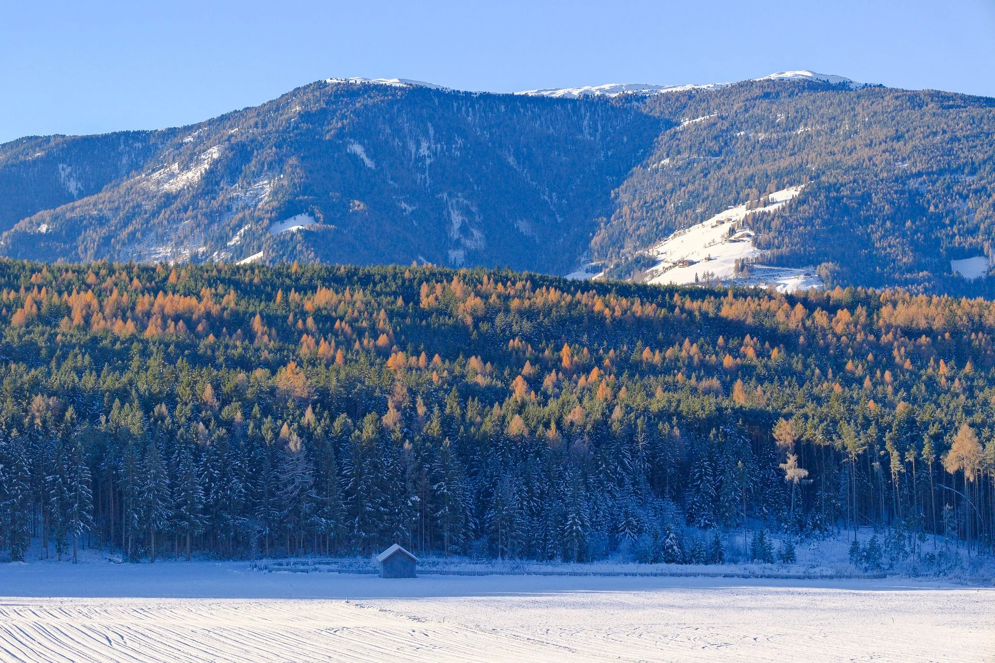 Schneebedecktes Feld vor einer Waldkette mit buntem Herbstlaub, im Hintergrund Berge mit Schneespitzen, klarer Himmel.