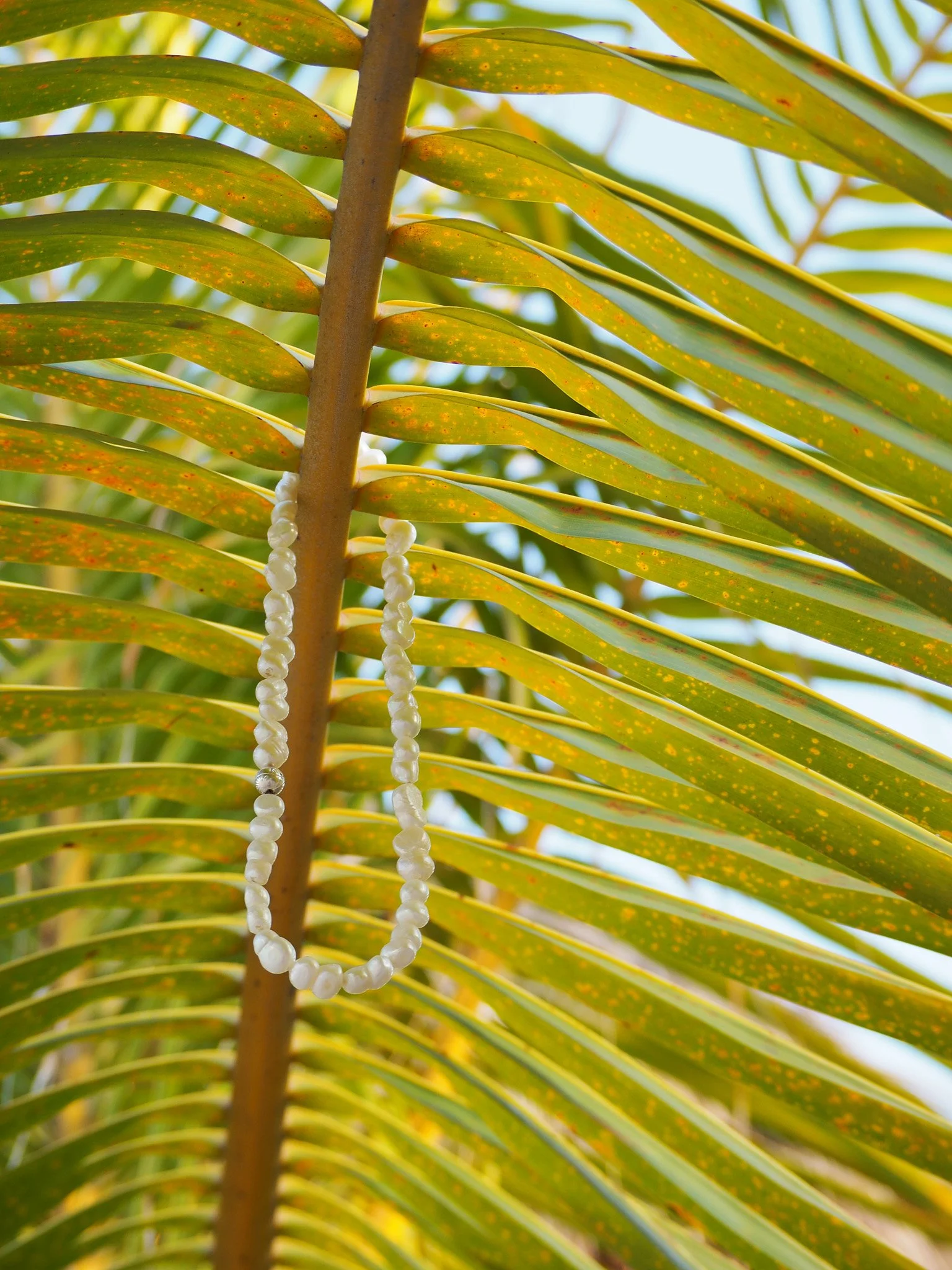 Perlenkette hängt an einem gelb-grünen Blattranten einer Palme.