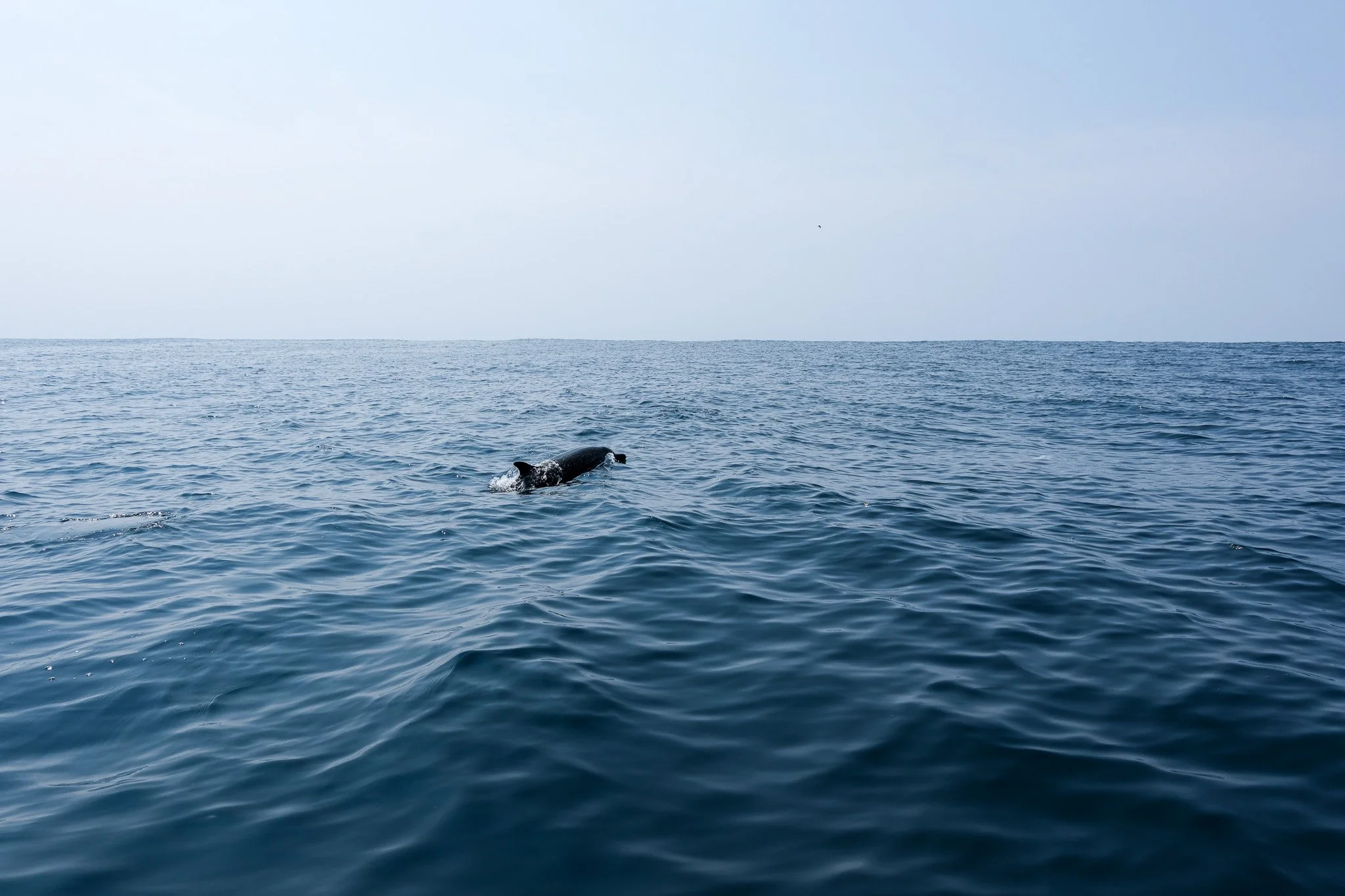 Ein Hund schwimmt im Meer, Wasser und Himmel sind sichtbar.