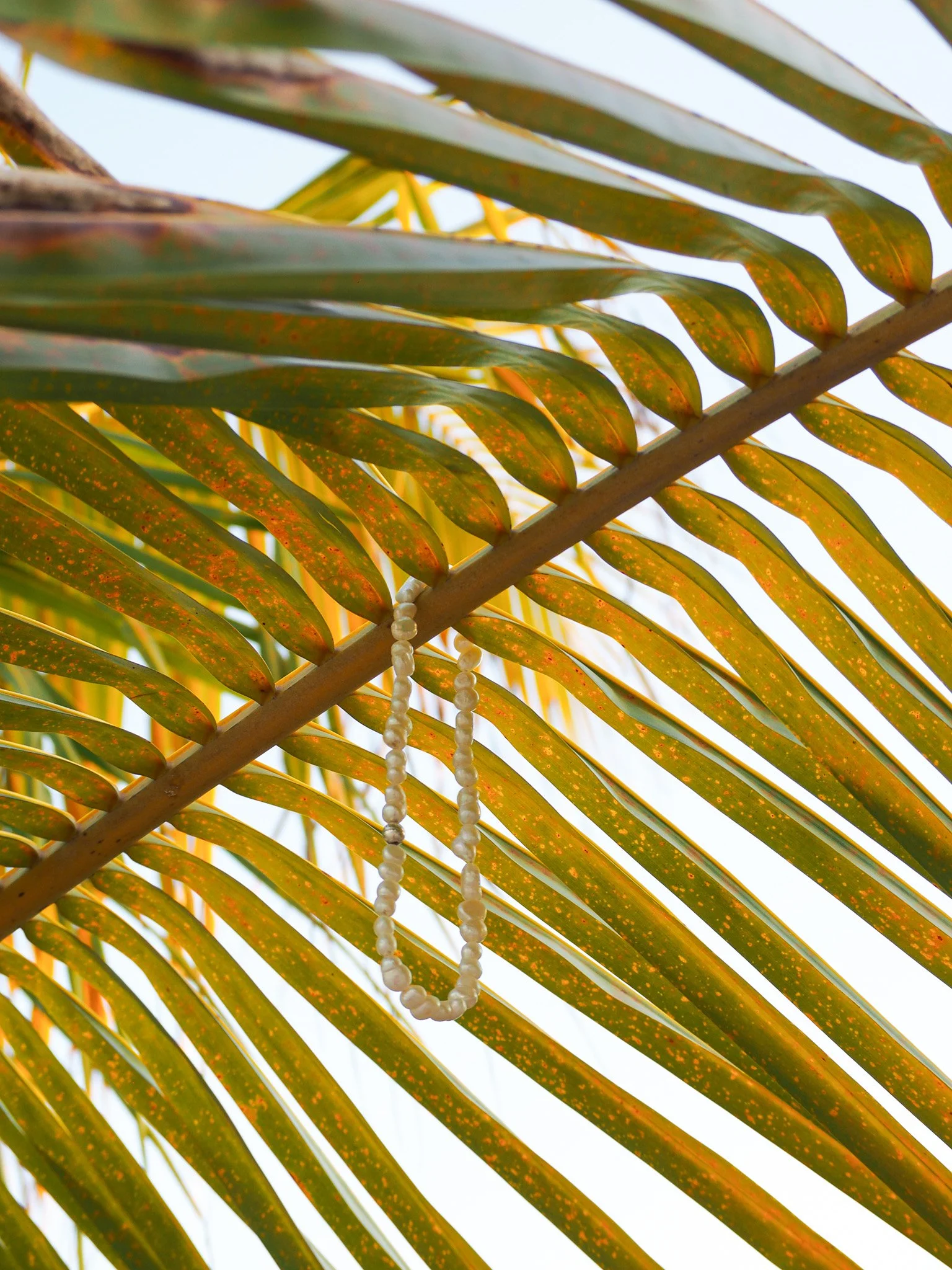 Perlenkette hängt an einer Palmenblattmitte, grüne und gelbe Blätter im Hintergrund.
