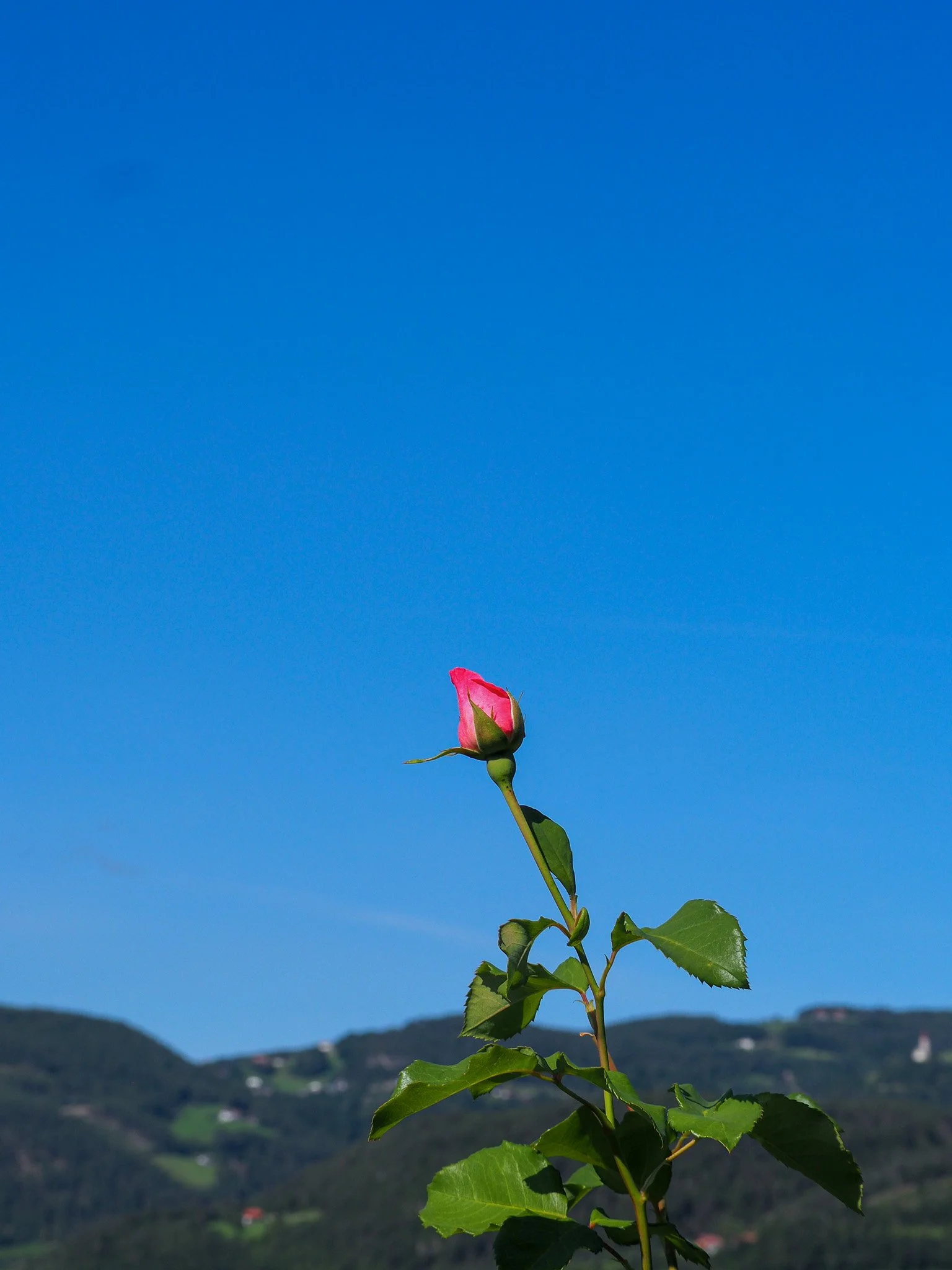 Eine einzelne rosa Rosenknospe auf einem grünen Stängel mit Blättern, vor einem blauen Himmel und einer bergigen Landschaft im Hintergrund.