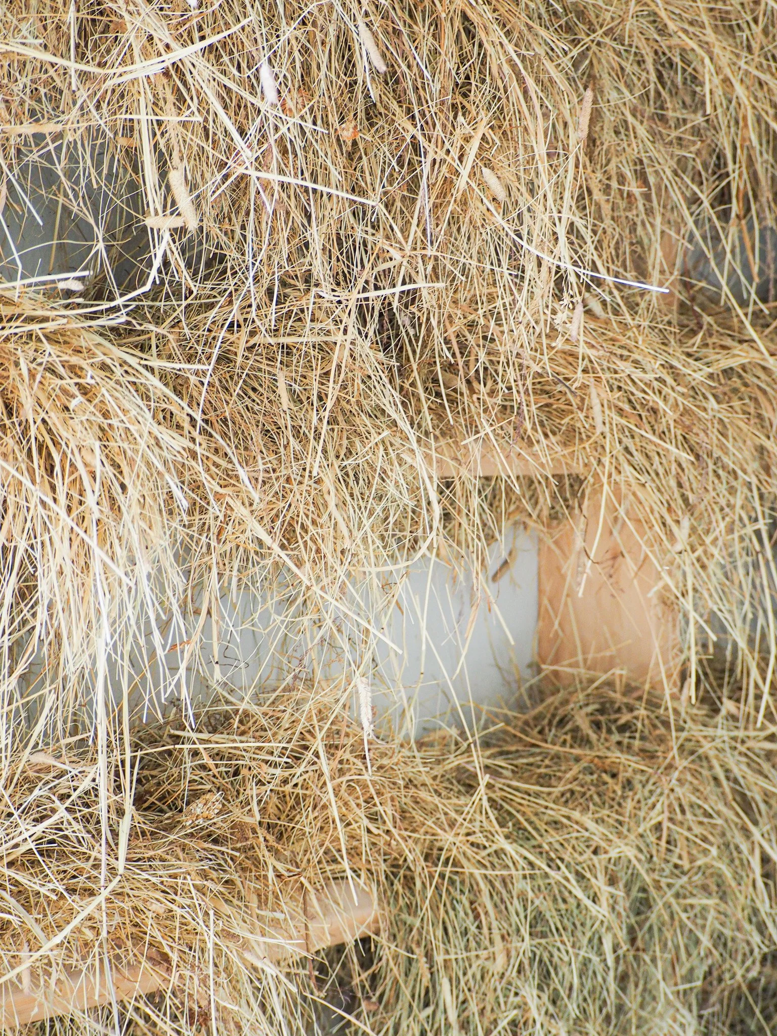 Nahaufnahme von Stroh oder trockenen Gräsern, die in einem Haufen oder an einer Wand angeordnet sind.