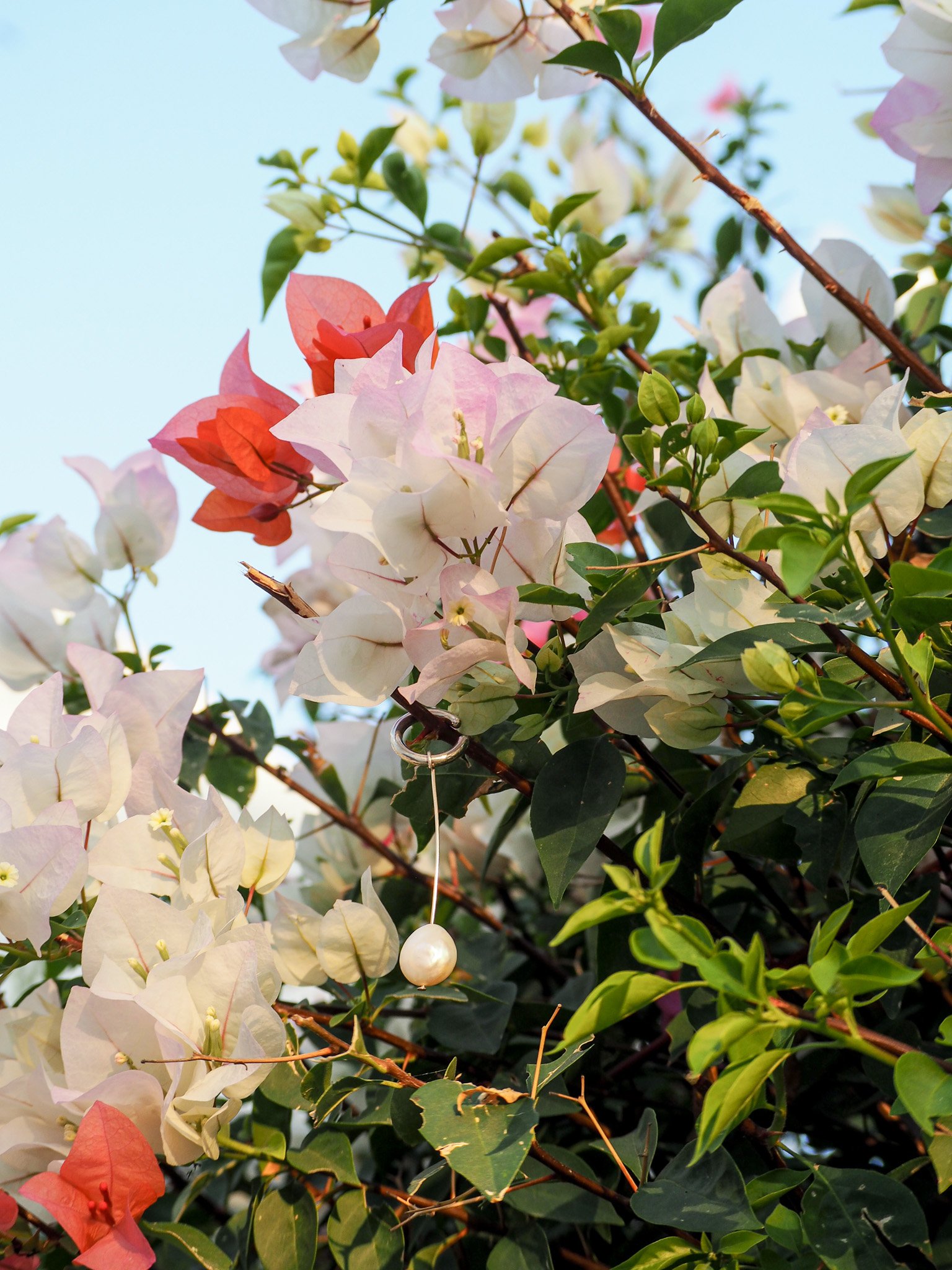 Blühender Bougainvillea-Strauch mit weißen, pinken und roten Blättern und einer Perlenkette