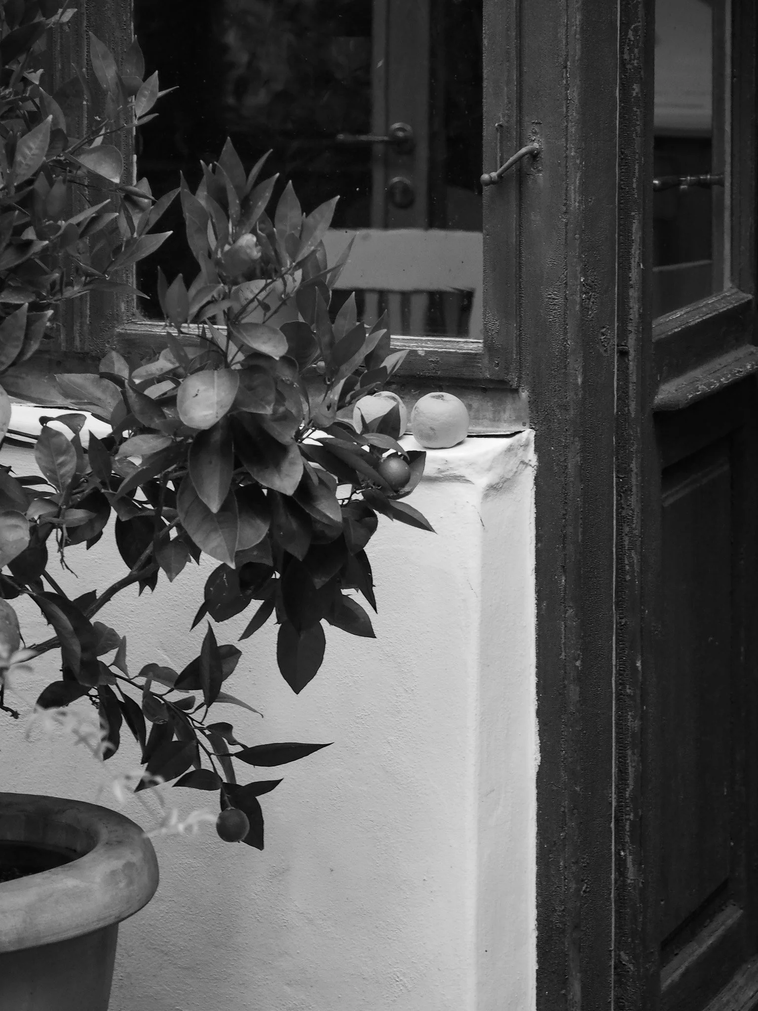 Eine Topfpflanze mit Blättern und Früchten steht neben einem Fenster auf einer Mauer. Auf der Mauer sind zwei Früchte, möglicherweise Äpfel, sichtbar.