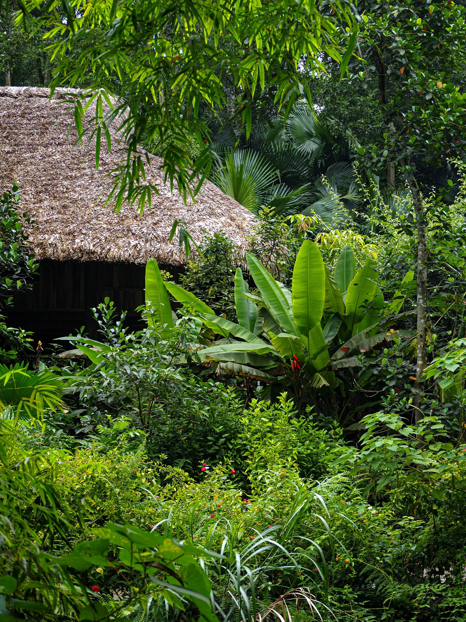 Dichte grüne tropische Vegetation mit einem kleinen Haus mit Strohdecke im Hintergrund, umgeben von verschiedenen großen und kleinen Pflanzen.