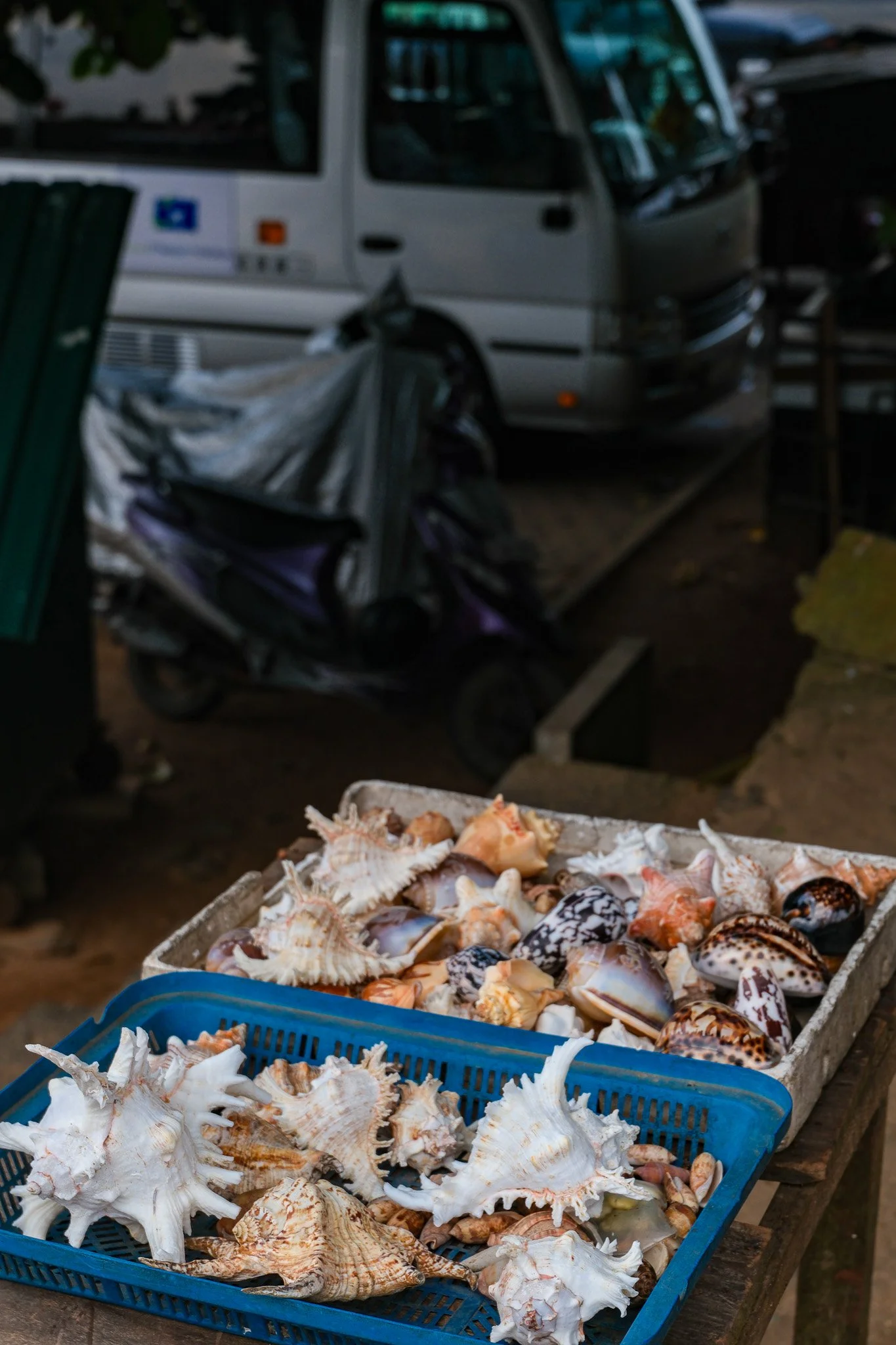 Frische Meeresmuscheln und Schnecken in blauen und weißen Körben auf einem Marktstand, im Hintergrund ein Bus und ein Motorrad.
