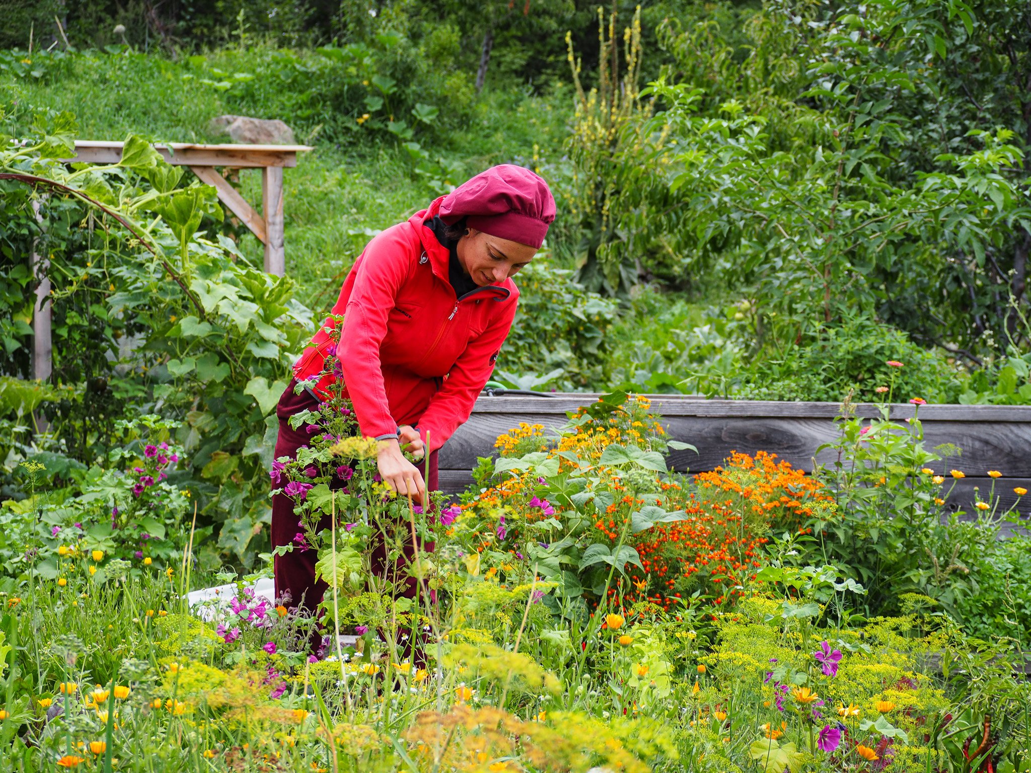 Eine Frau pflegt Blumen und Pflanzen in einem Garten mit vielen bunten Blumen und grünem Laub, umgeben von Bäumen und Gemüse.